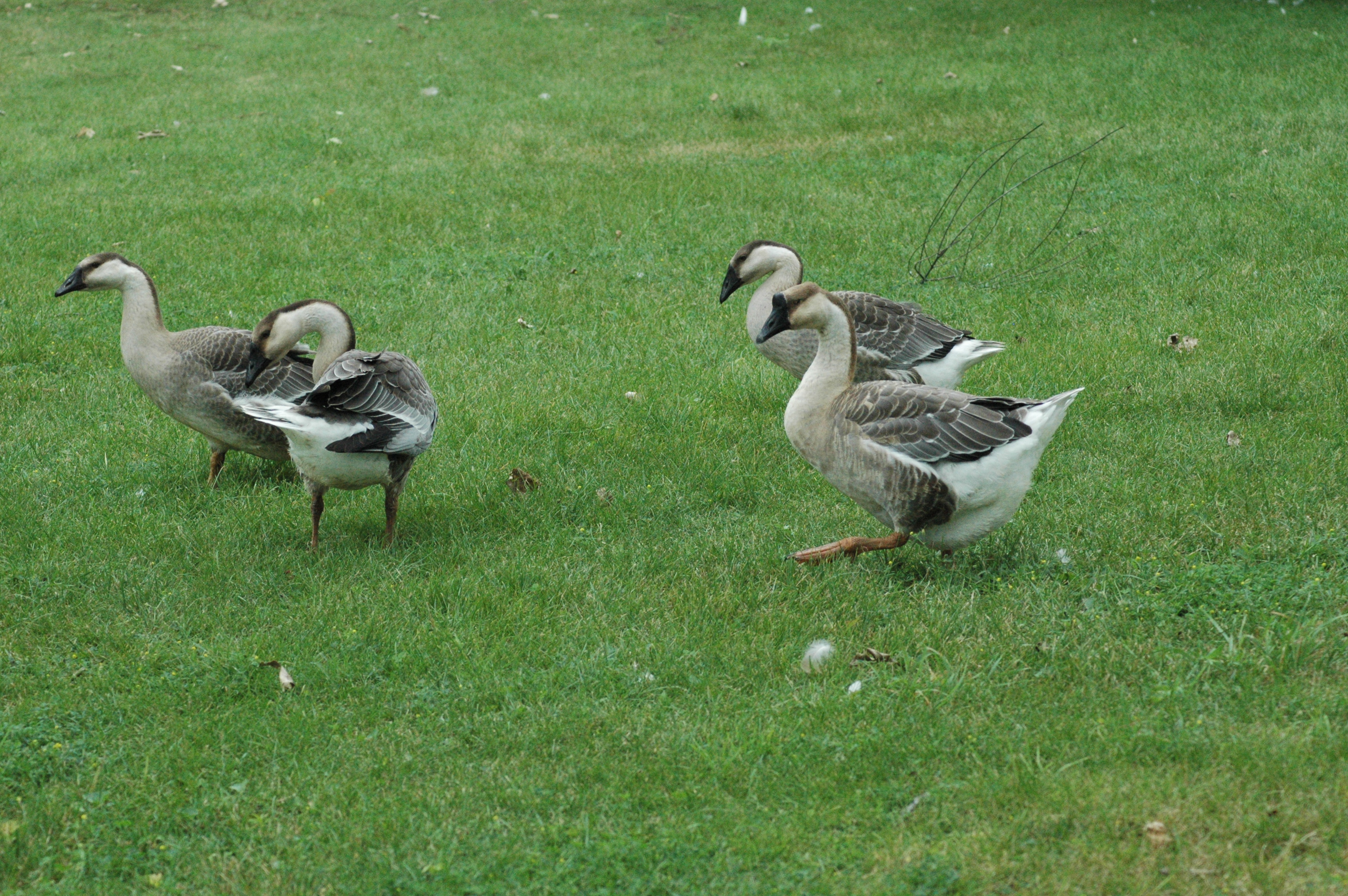 Sissy taking the kids out for a stroll.