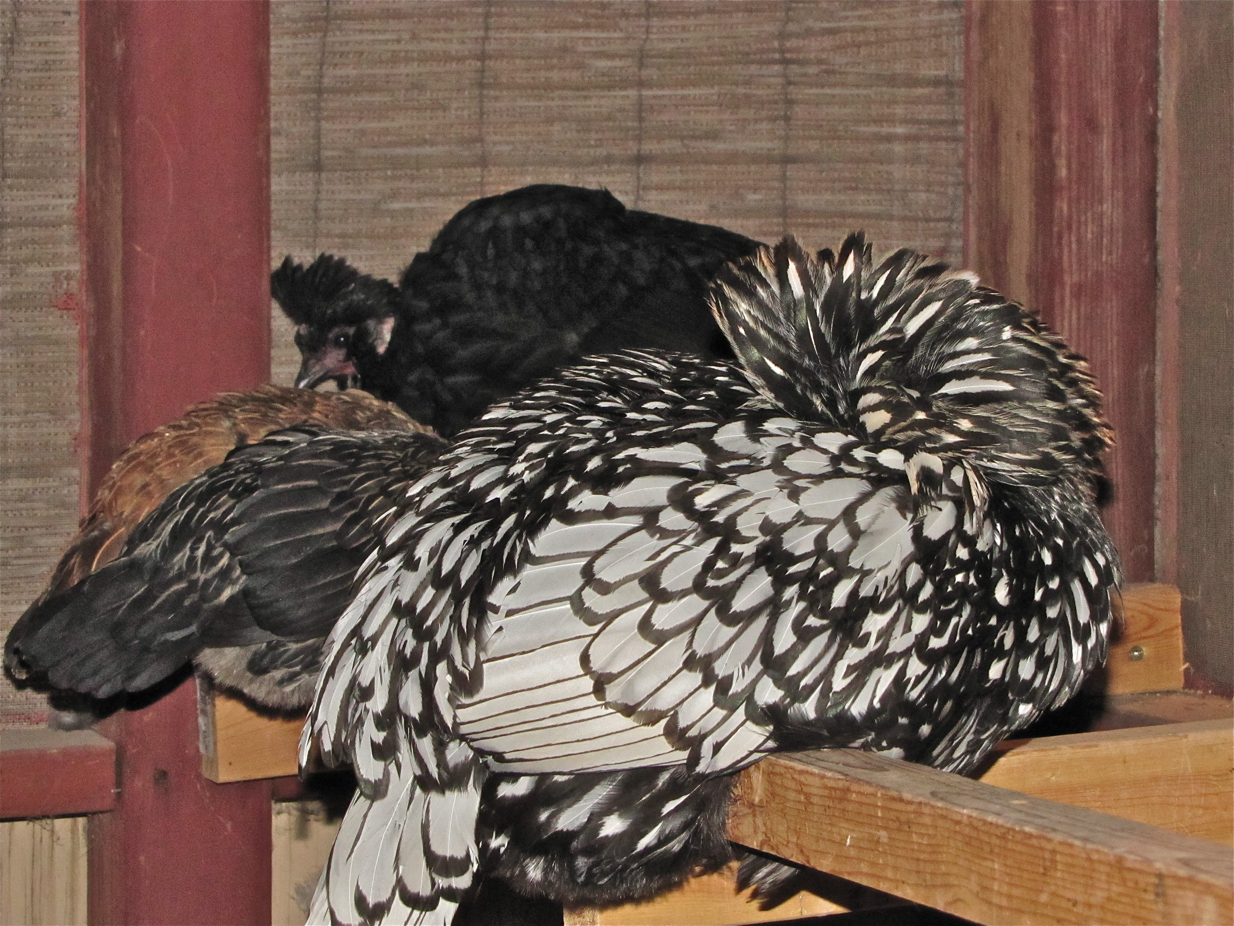 Sissy want to be left alone.