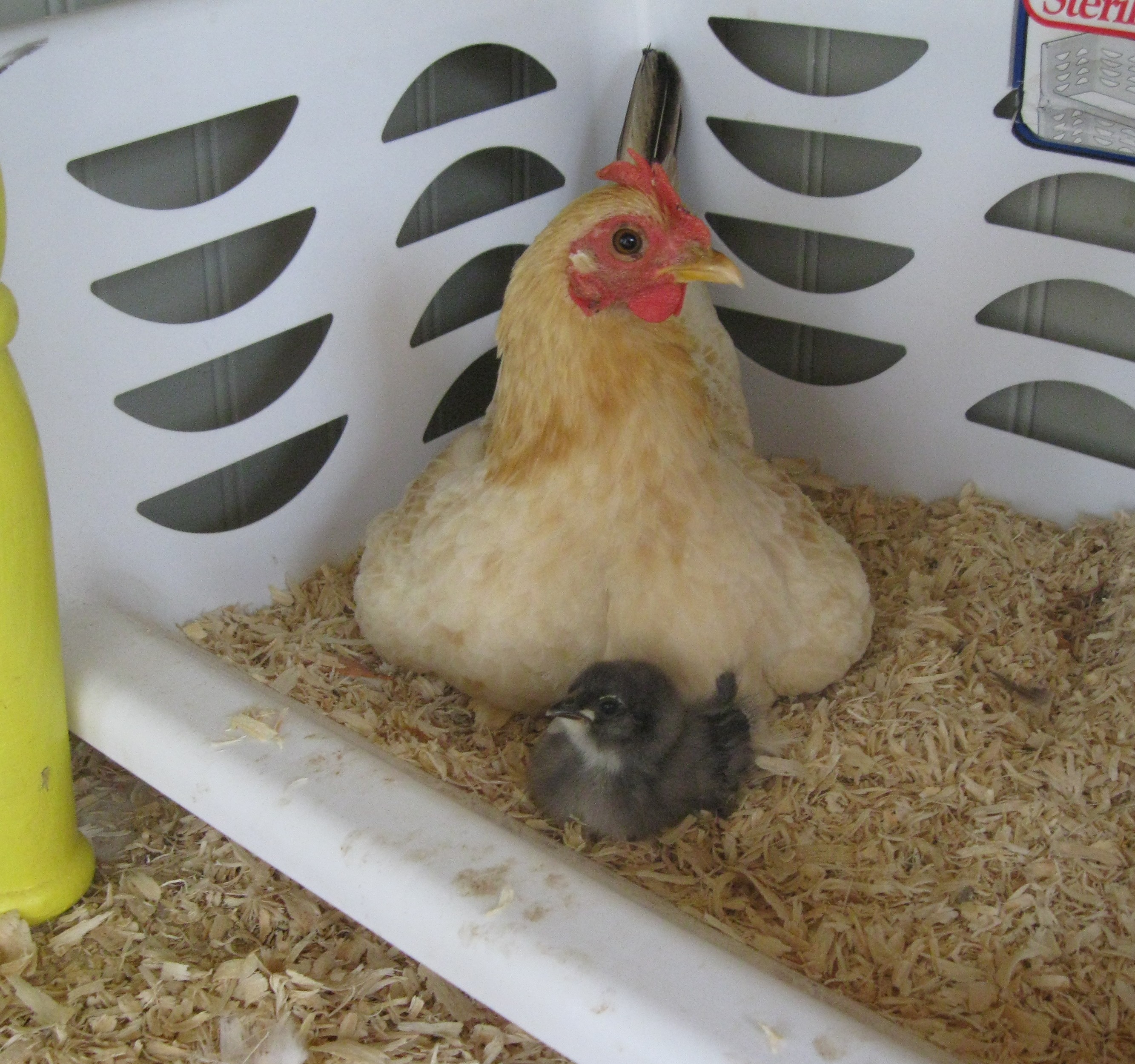 Sissy with her adopted bantam cochin chick...