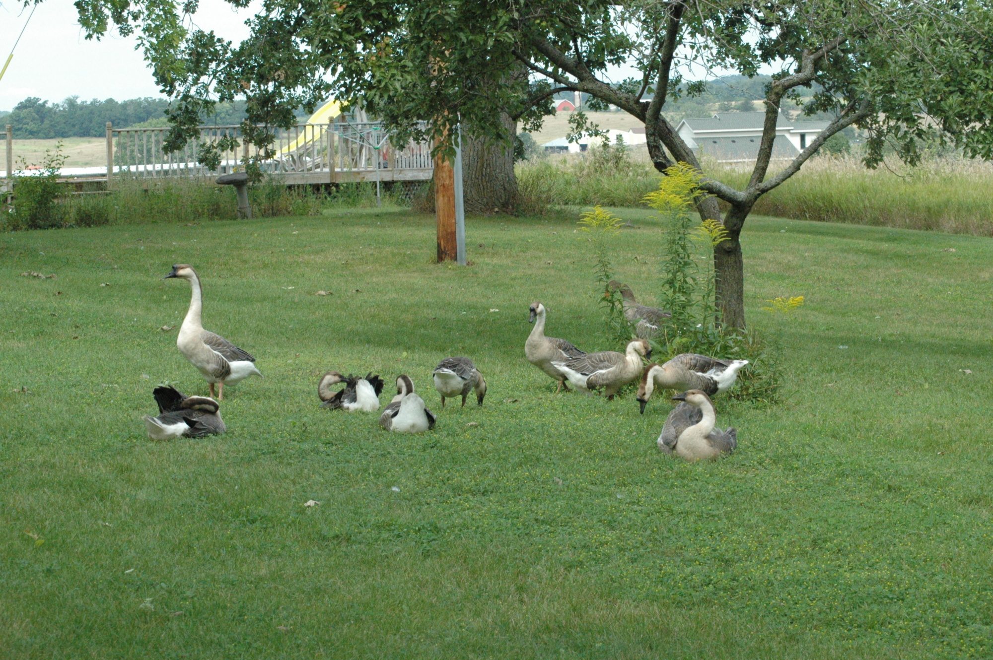 "Sissy's Flock" - 4 adult males that we call the Uncles who have taken over the rearing of Sissy's goslings. Sissy has one bad eye, so we think she allowed the Uncles to raise her kids because they could protect them better.