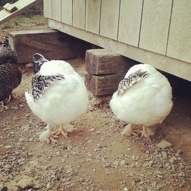 Sisters in  heaven. I'm sure they're doing this together in sync up there. :) I miss these two. Can't ever separate them. (R.I.P) Both of them,.