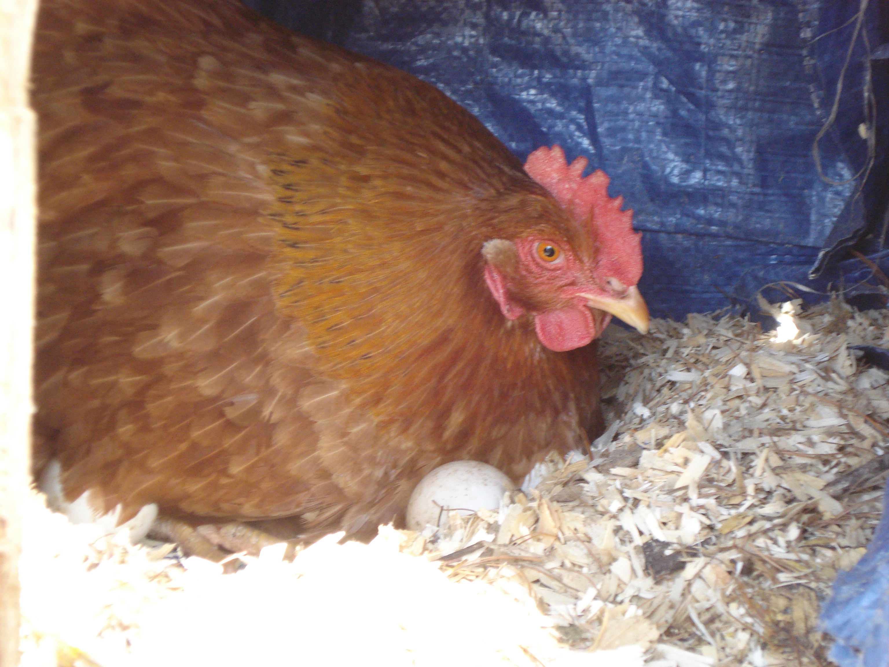 Sittin on Duck eggs