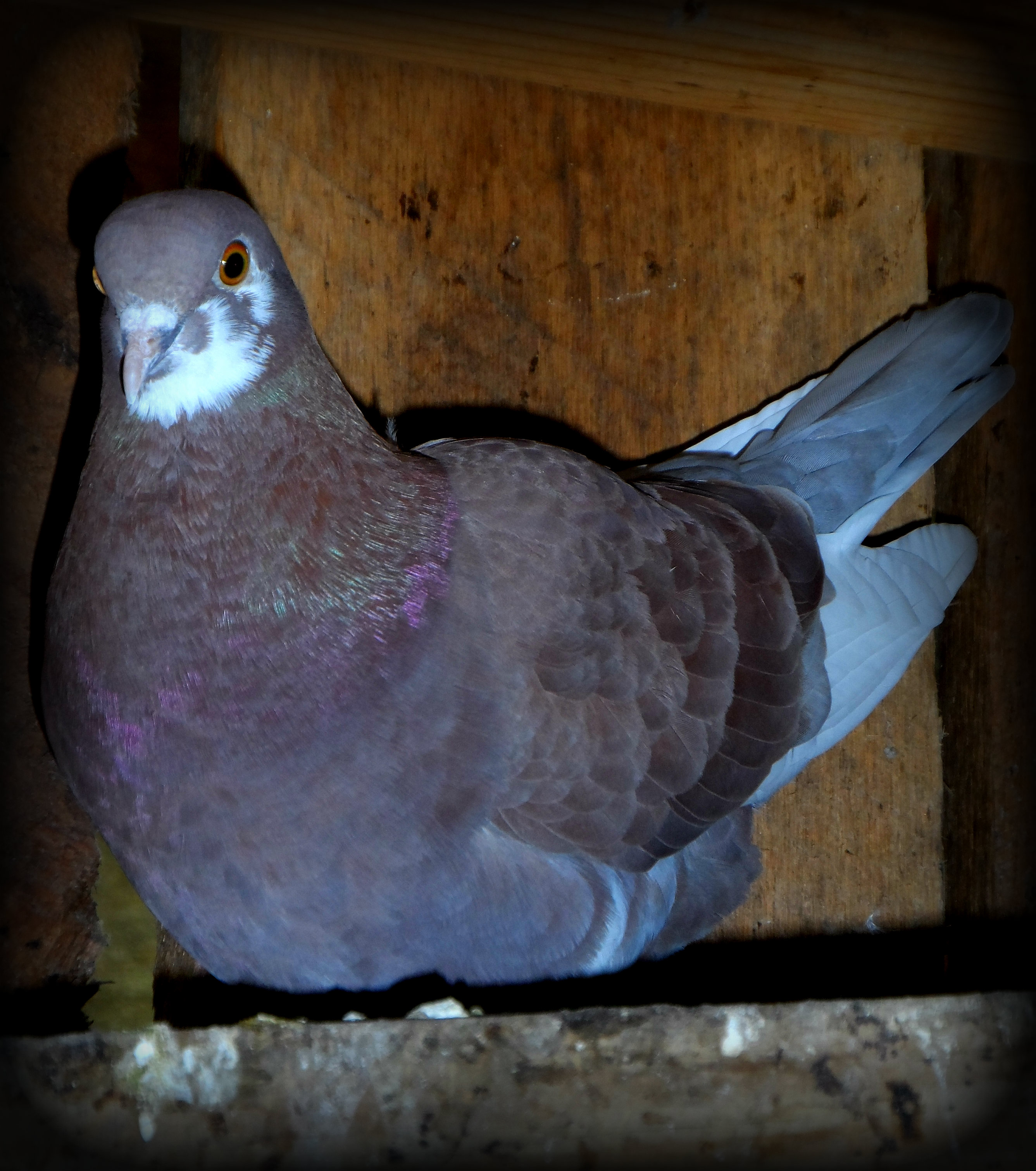 Sitting beside the nest