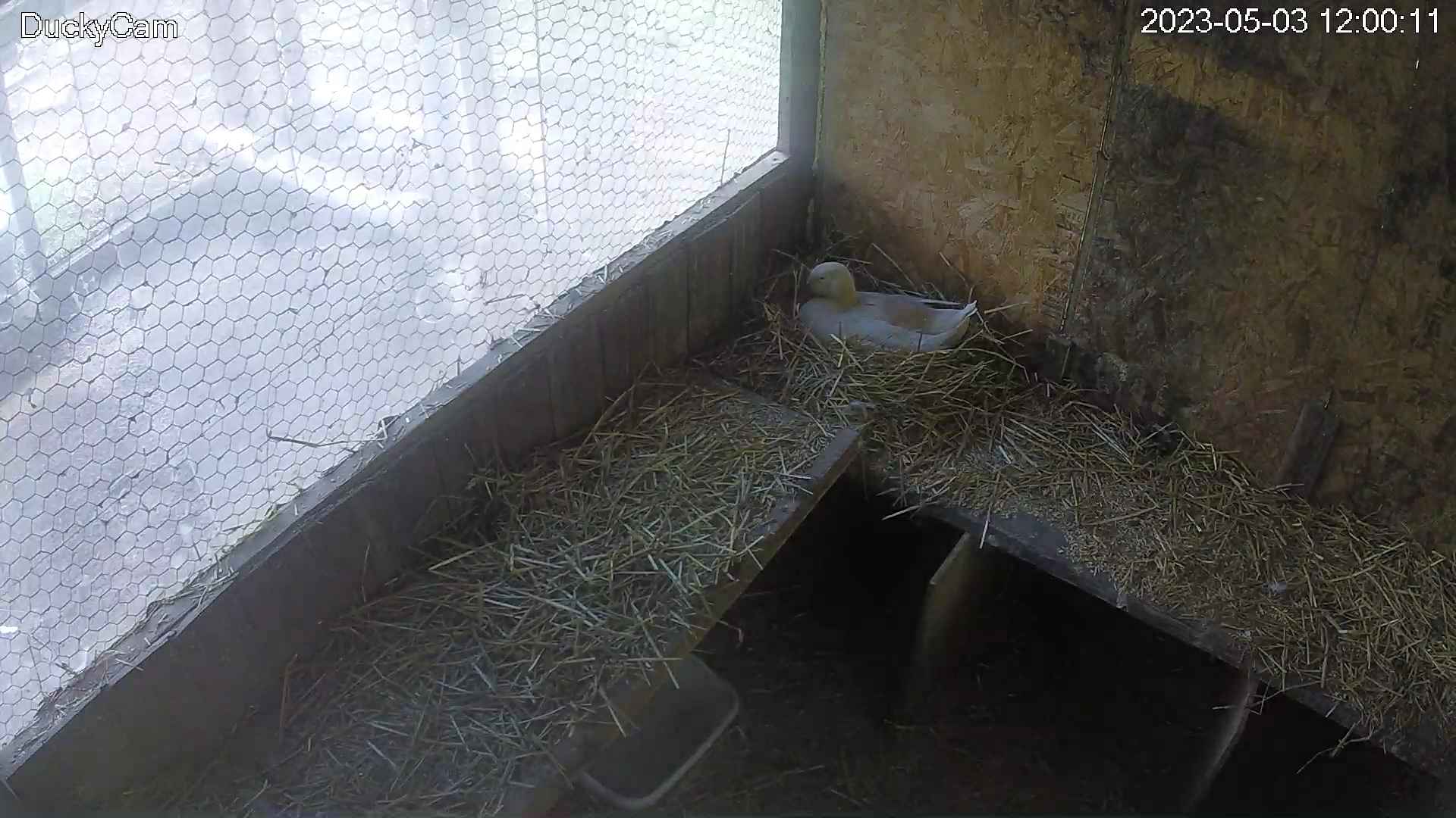 Sitting Duck? 🦆