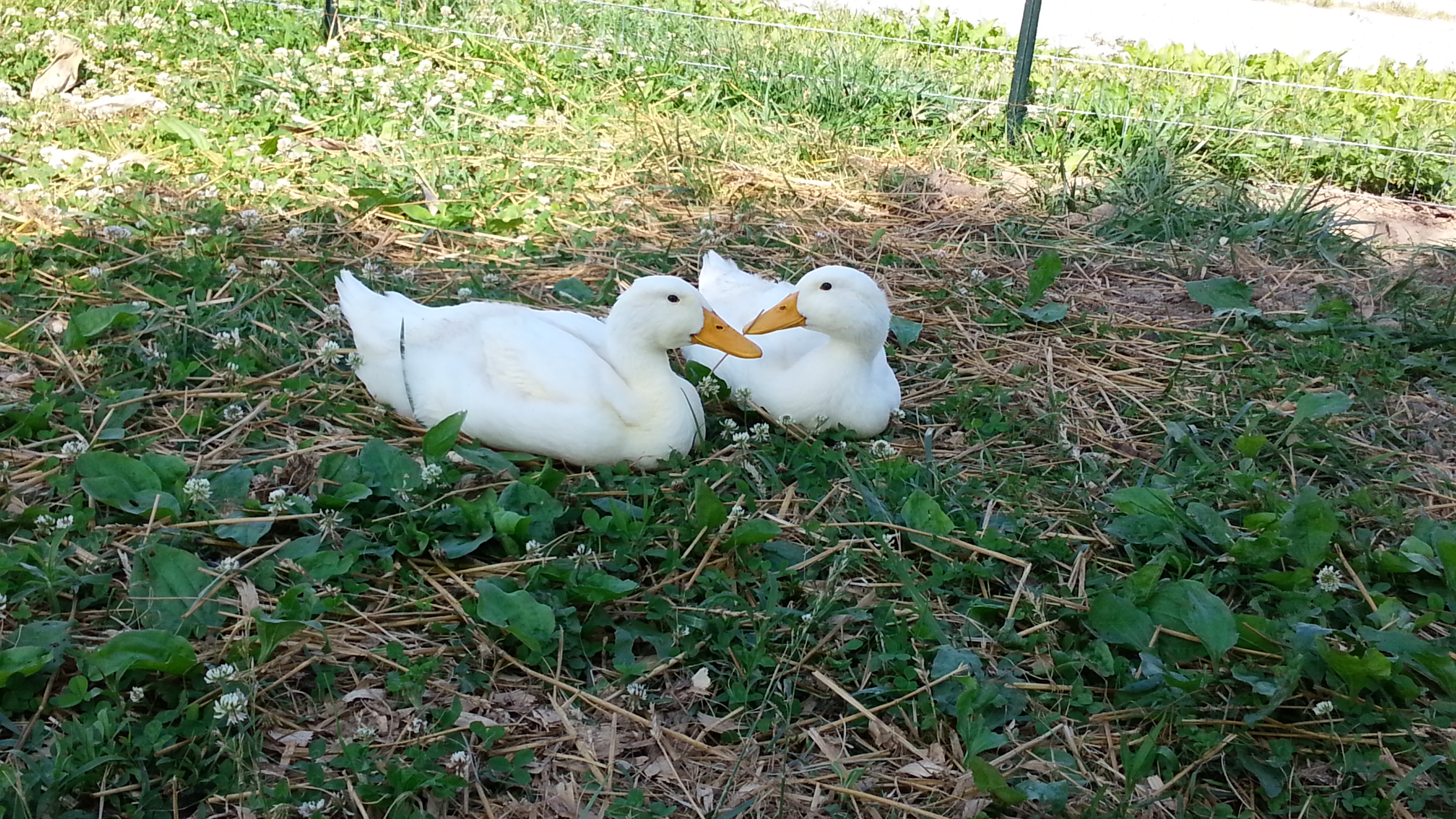sitting ducks