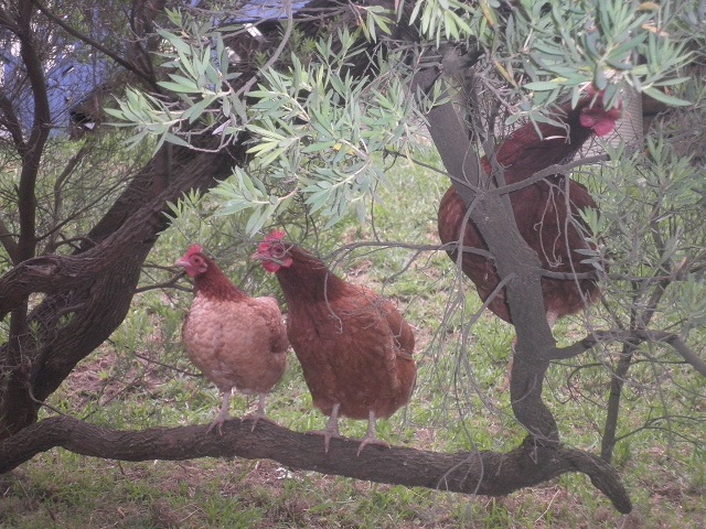 Sitting in tree near coop