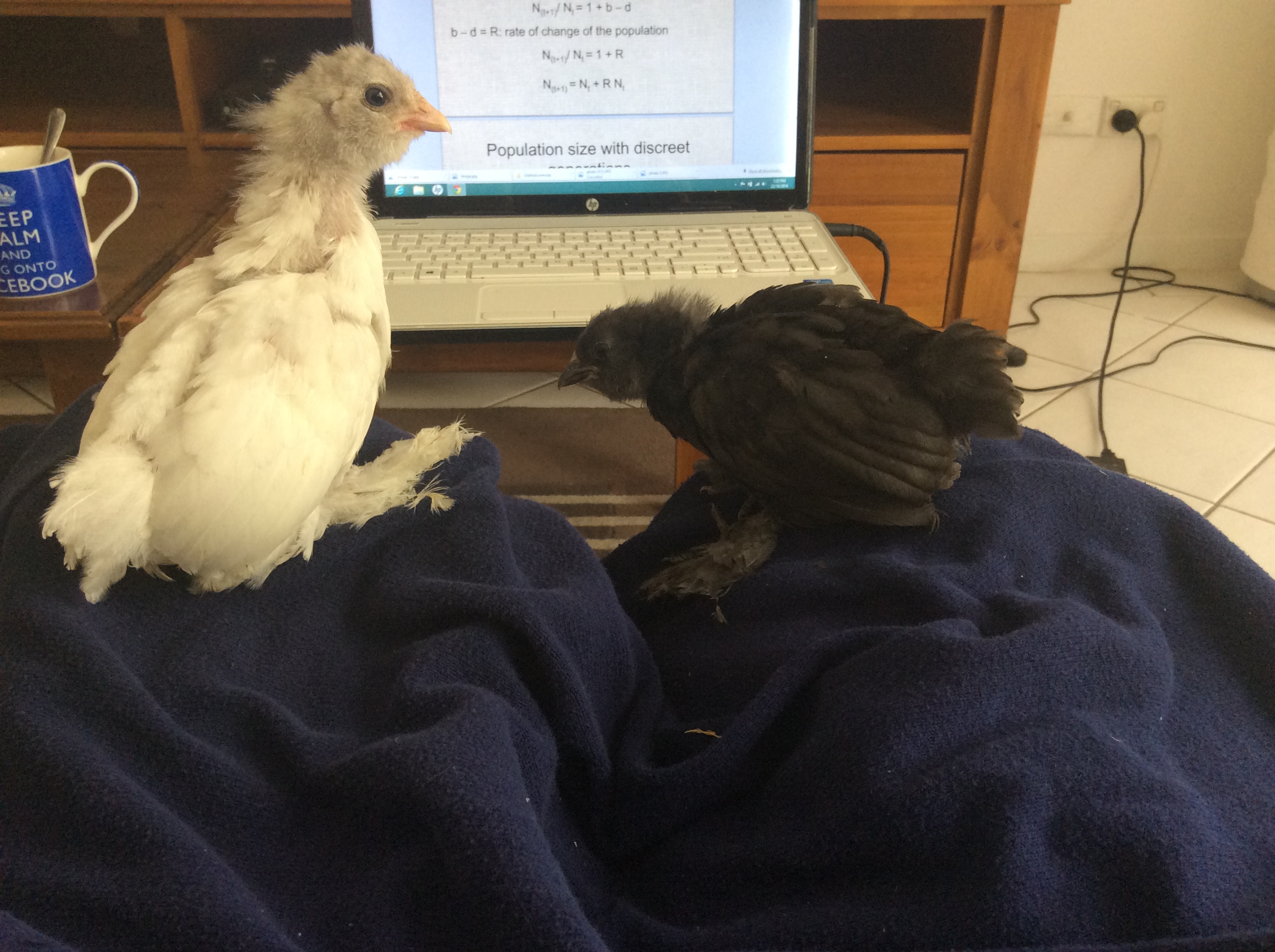 Sitting on the 'poo' blanket, helping me study.
