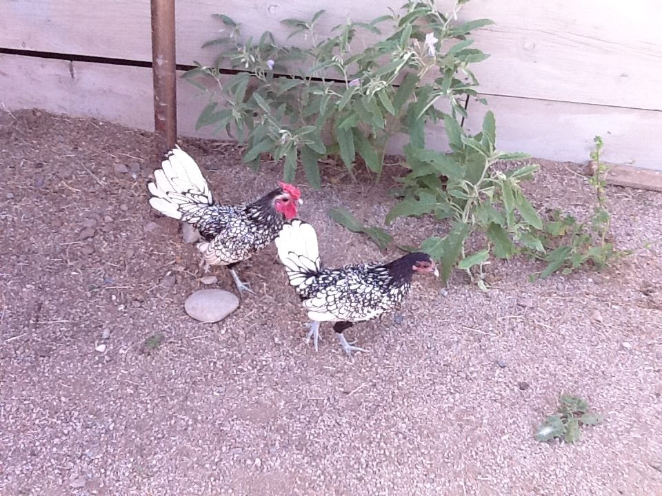 Siver Laced Sebright Rooster and Hen