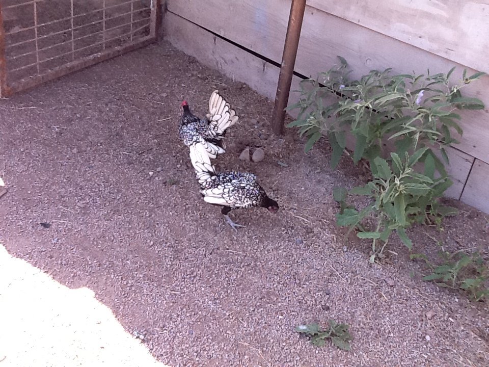 Siver Laced Sebright Rooster and Hen