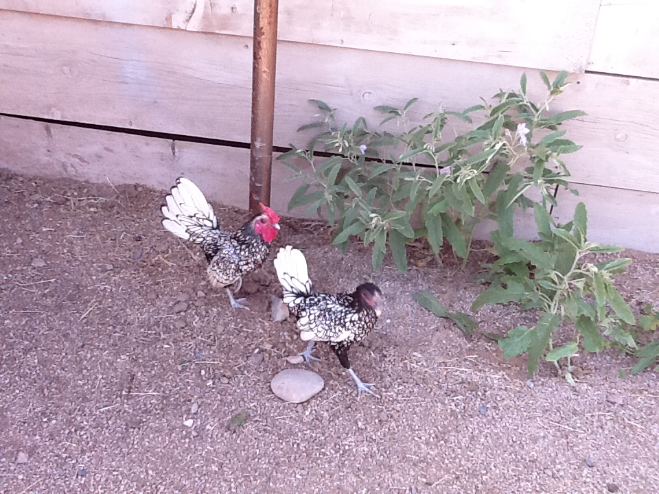 Siver Laced Sebright Rooster and Hen