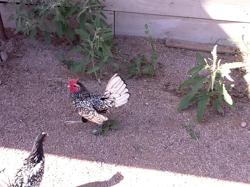 Siver Laced Sebright Rooster and Hen