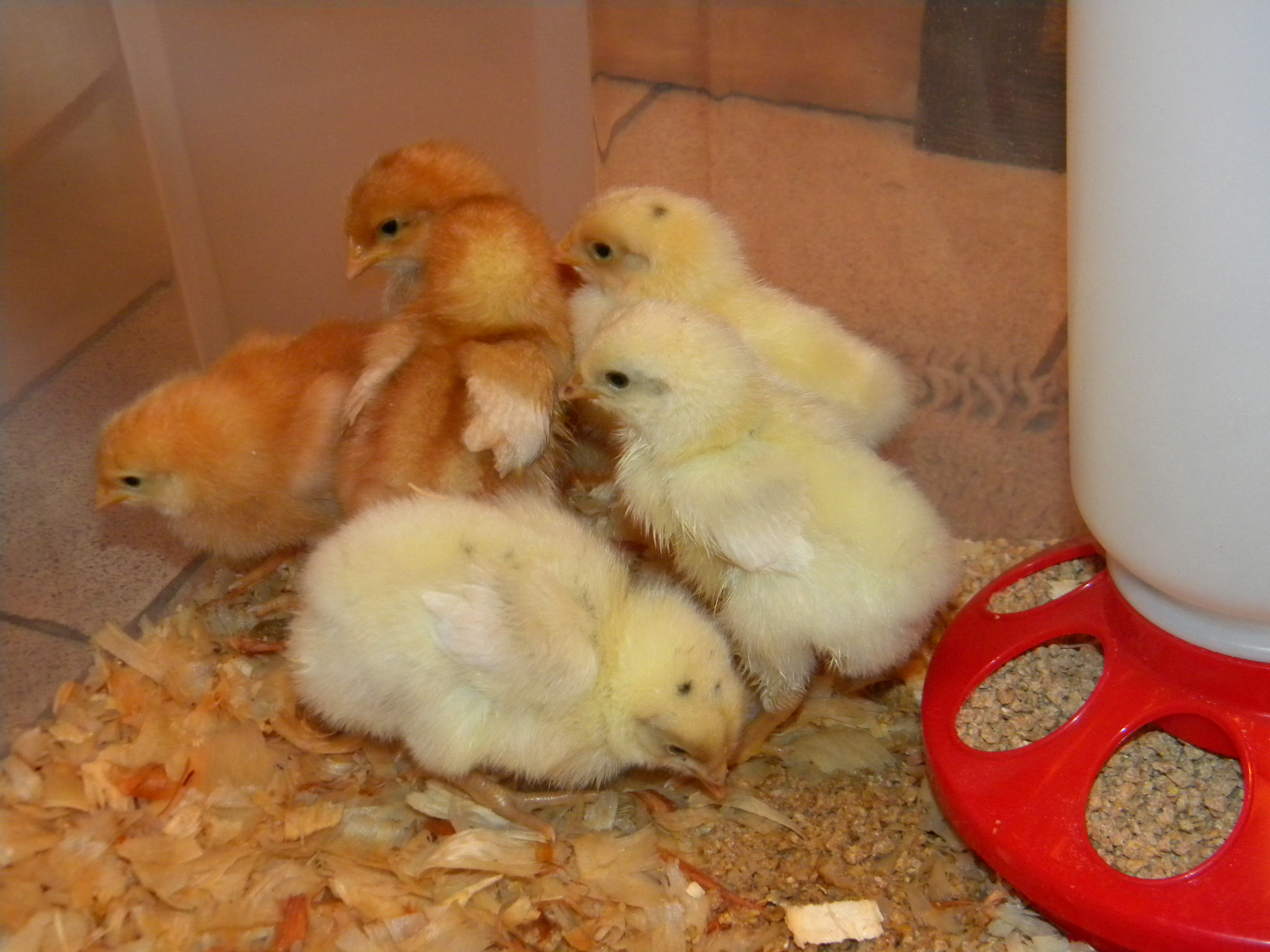 Six new hens. From TSC. Not sure what breed. They had them labled and "pullets" and "red pullets"