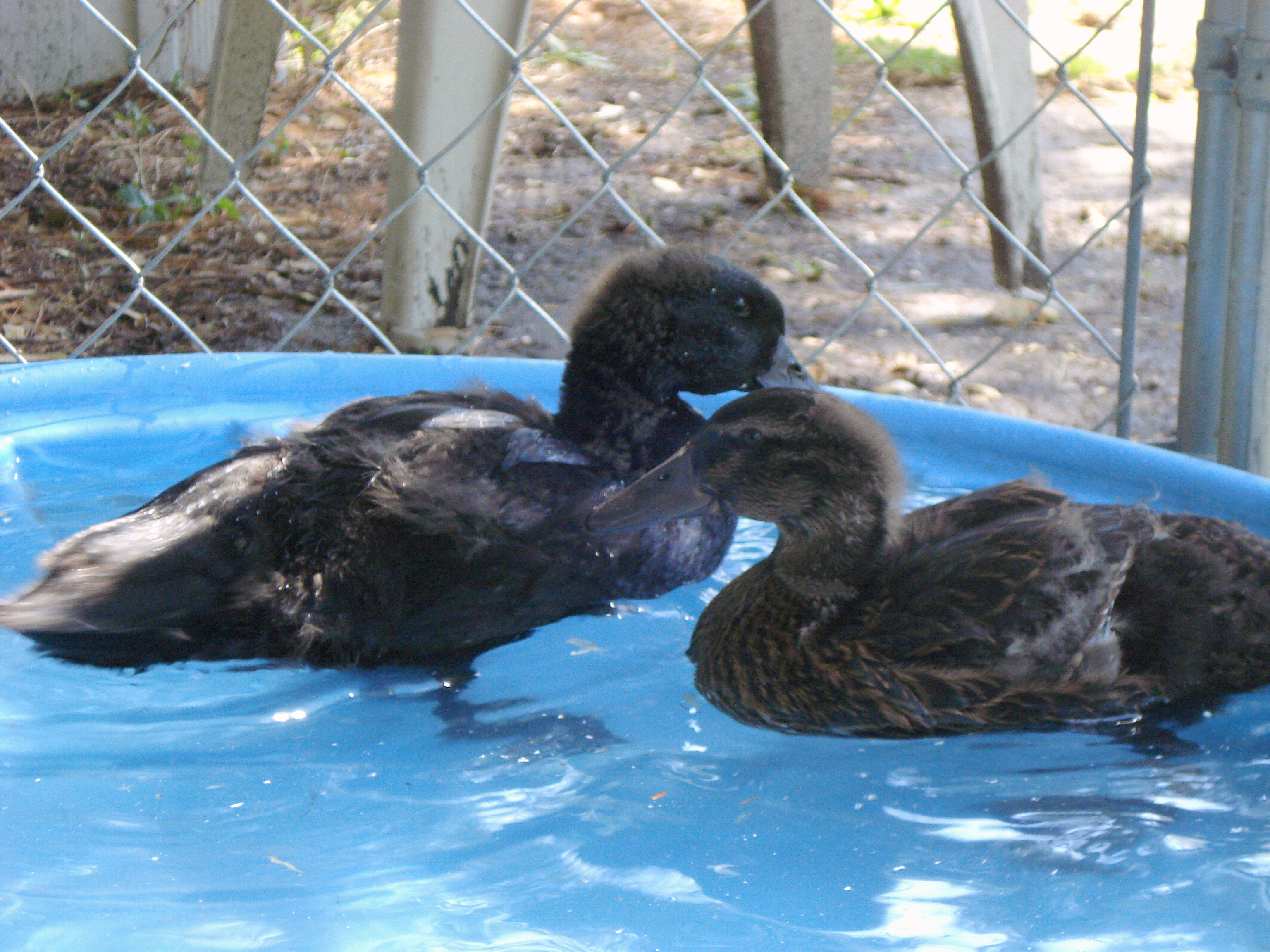 six week old ducklings