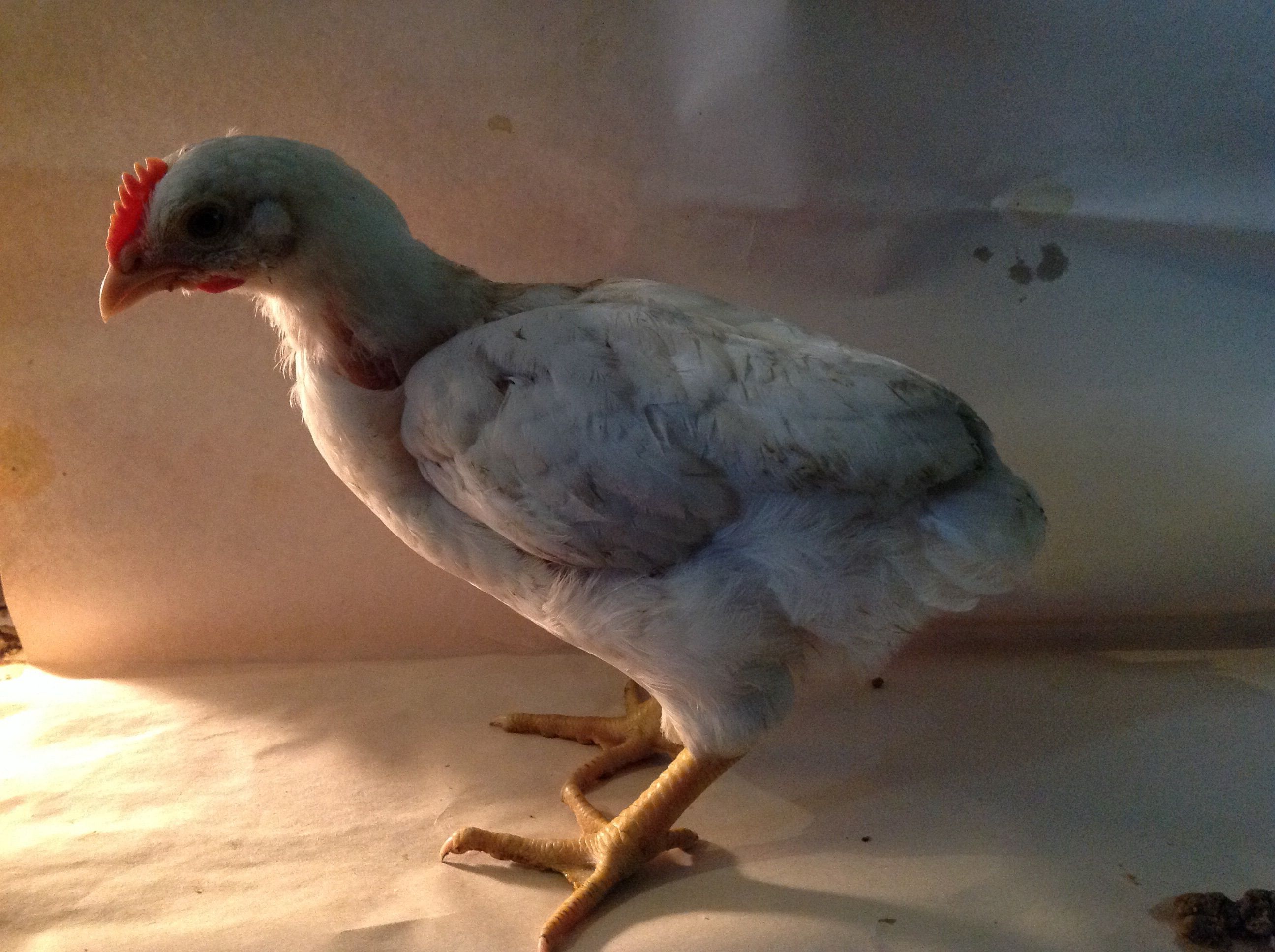 Six week old white rock