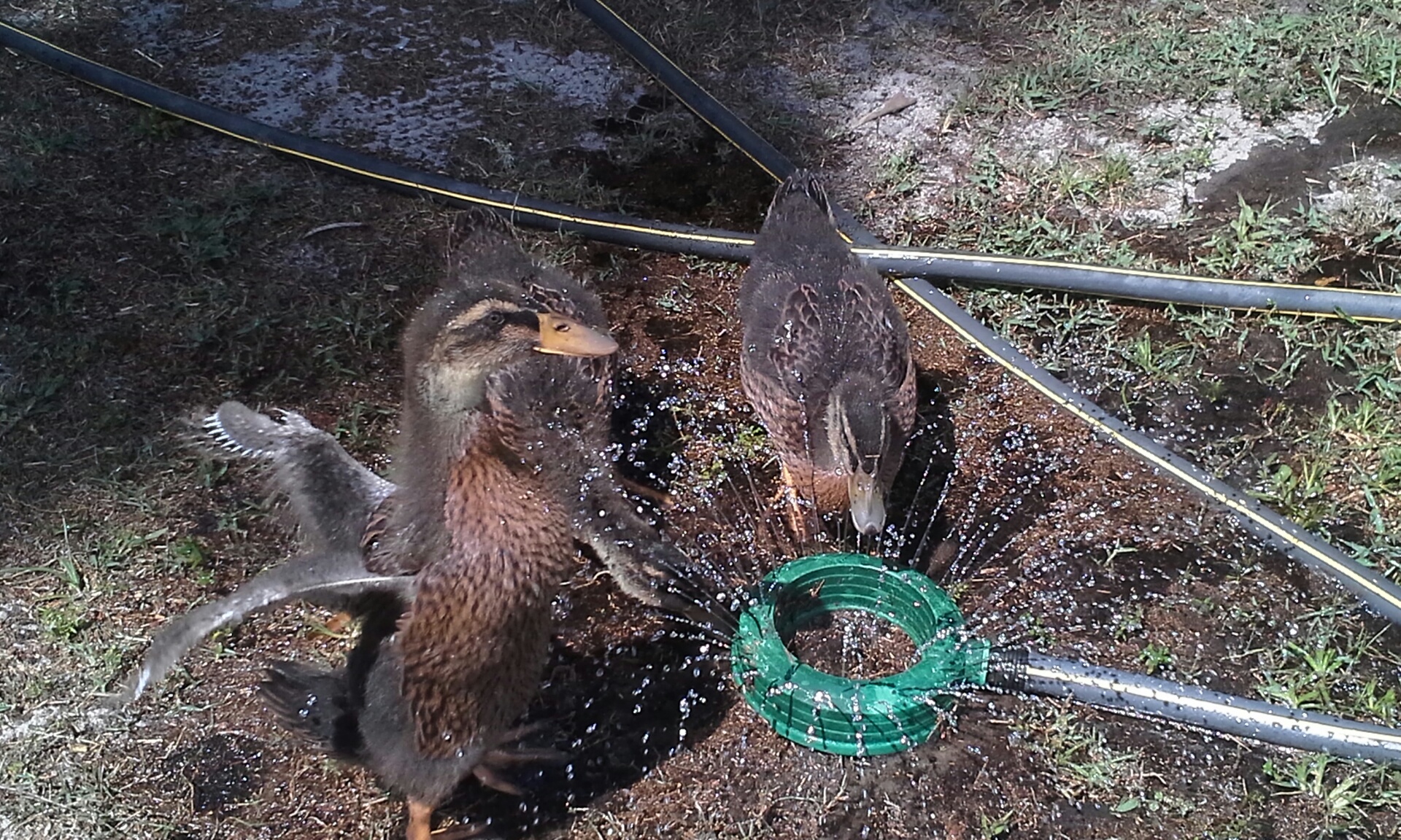 Six weeks, playing in sprinkler