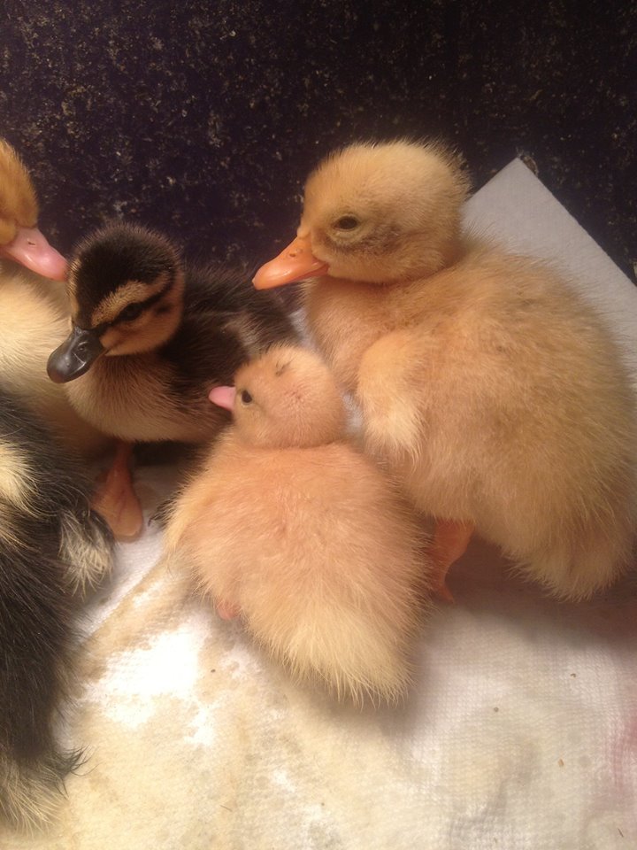 Size comparison- day old call next to a day old ancona