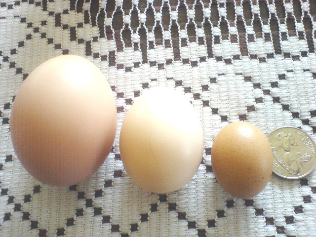 size comparison normal banty odd
