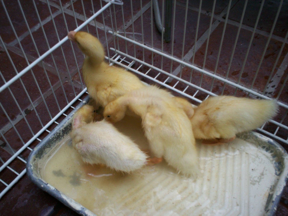 Size difference after only 5 days.