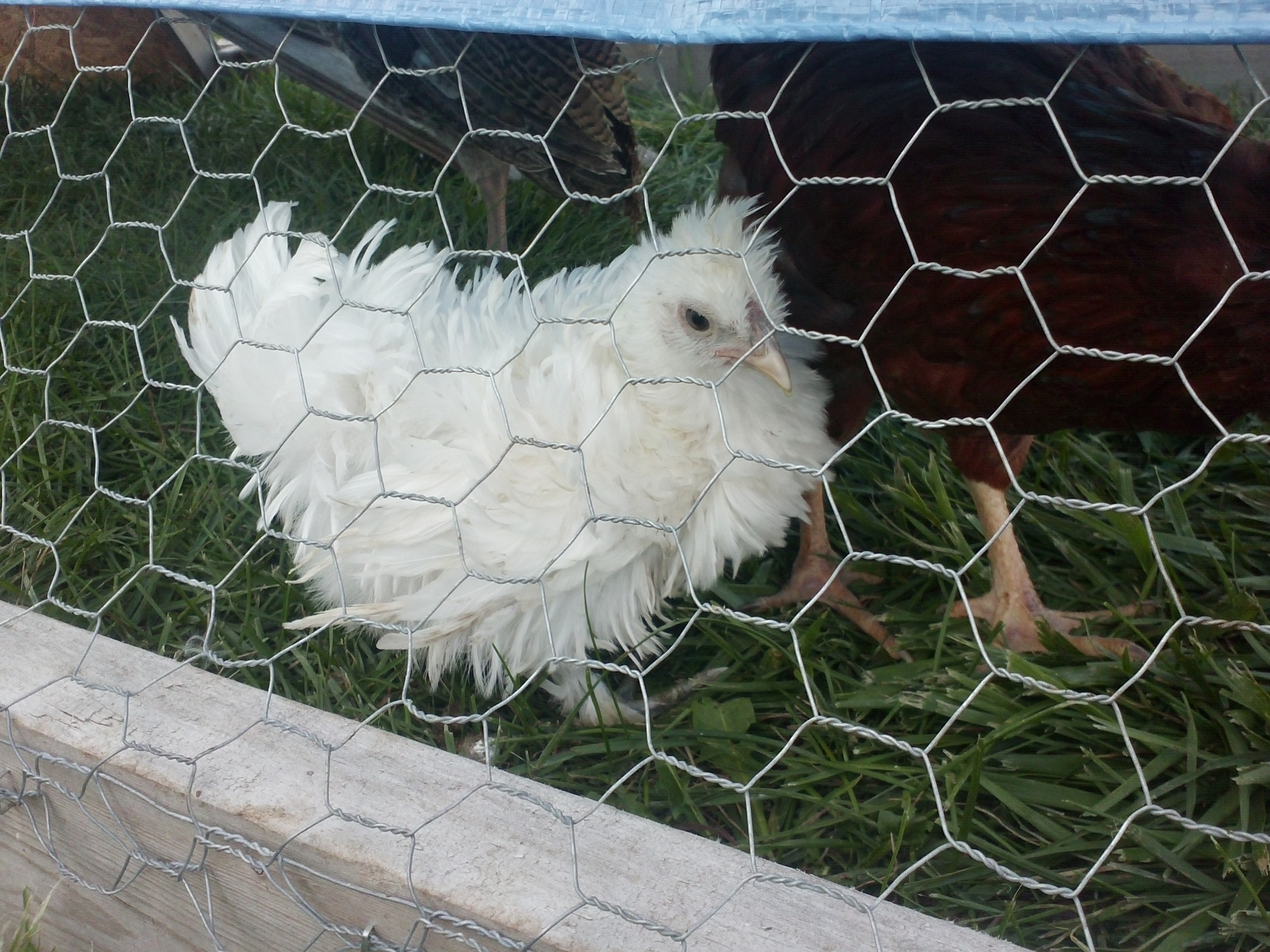 Sizzle- her name is Zarria