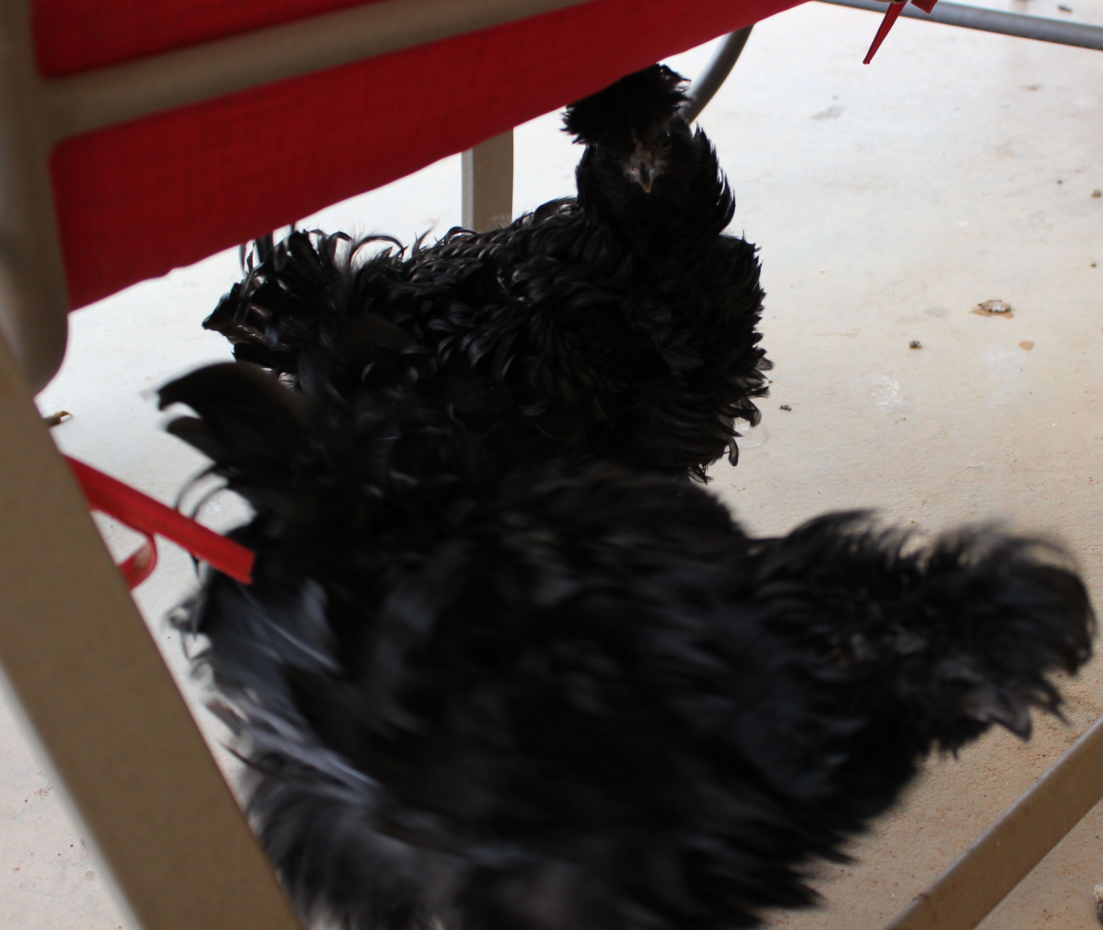 Sizzle pullet and cockerel