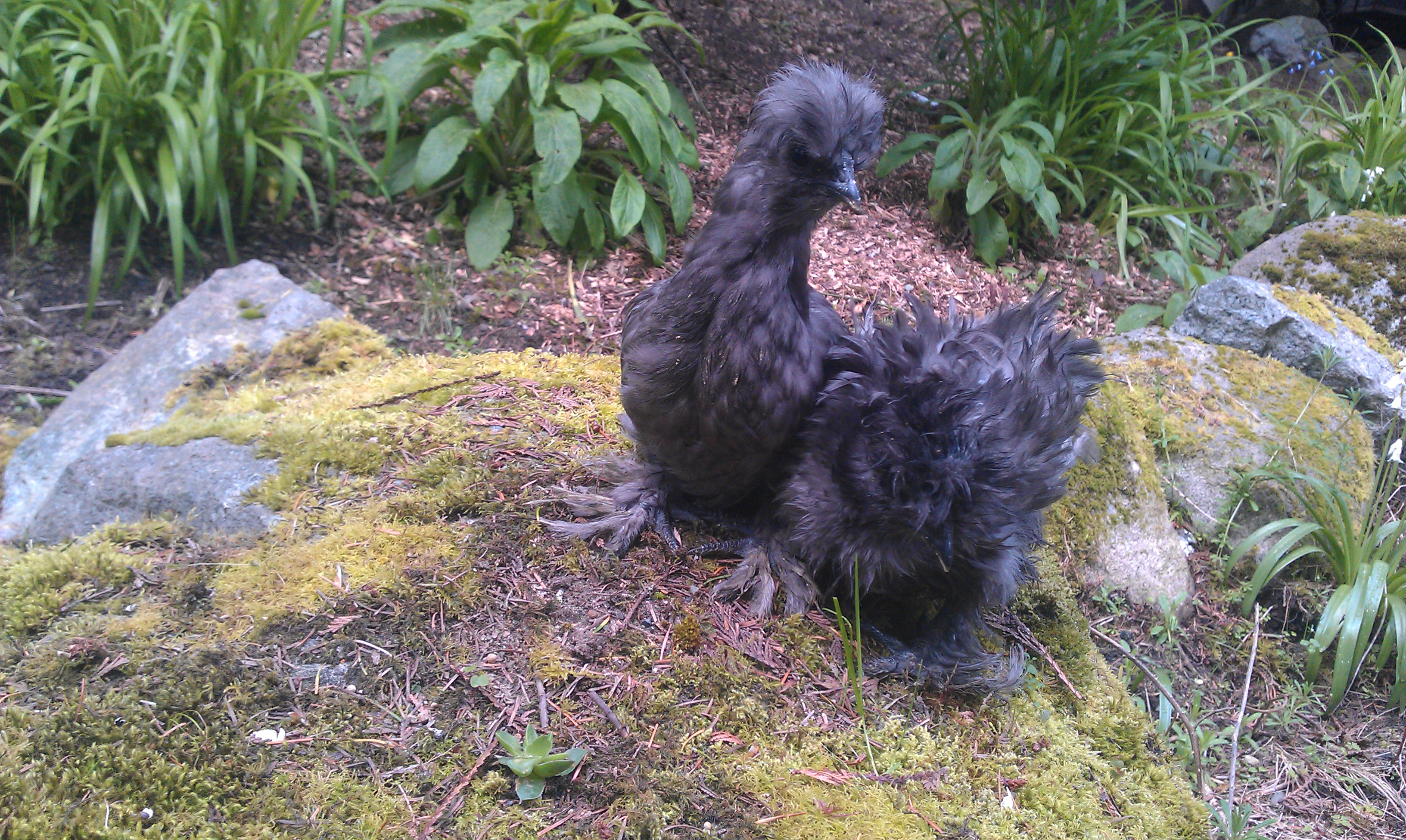 sizzle smooth and sizzle silkie.