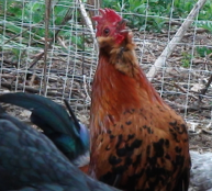 Skipper, a bantam rooster