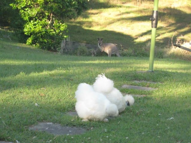 Skippy and the Silkies