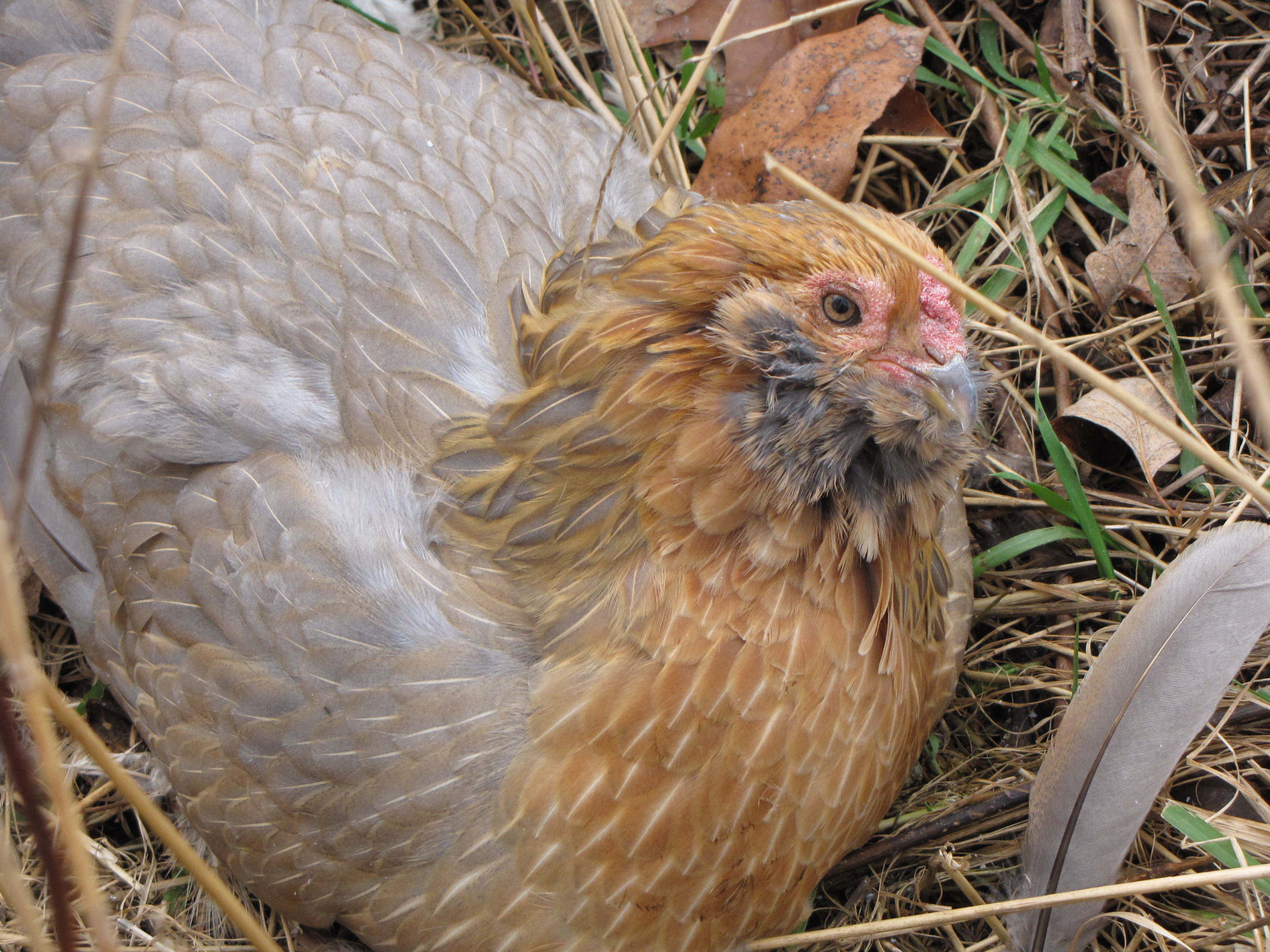 Skippy, our blue-wheaten easter egger.