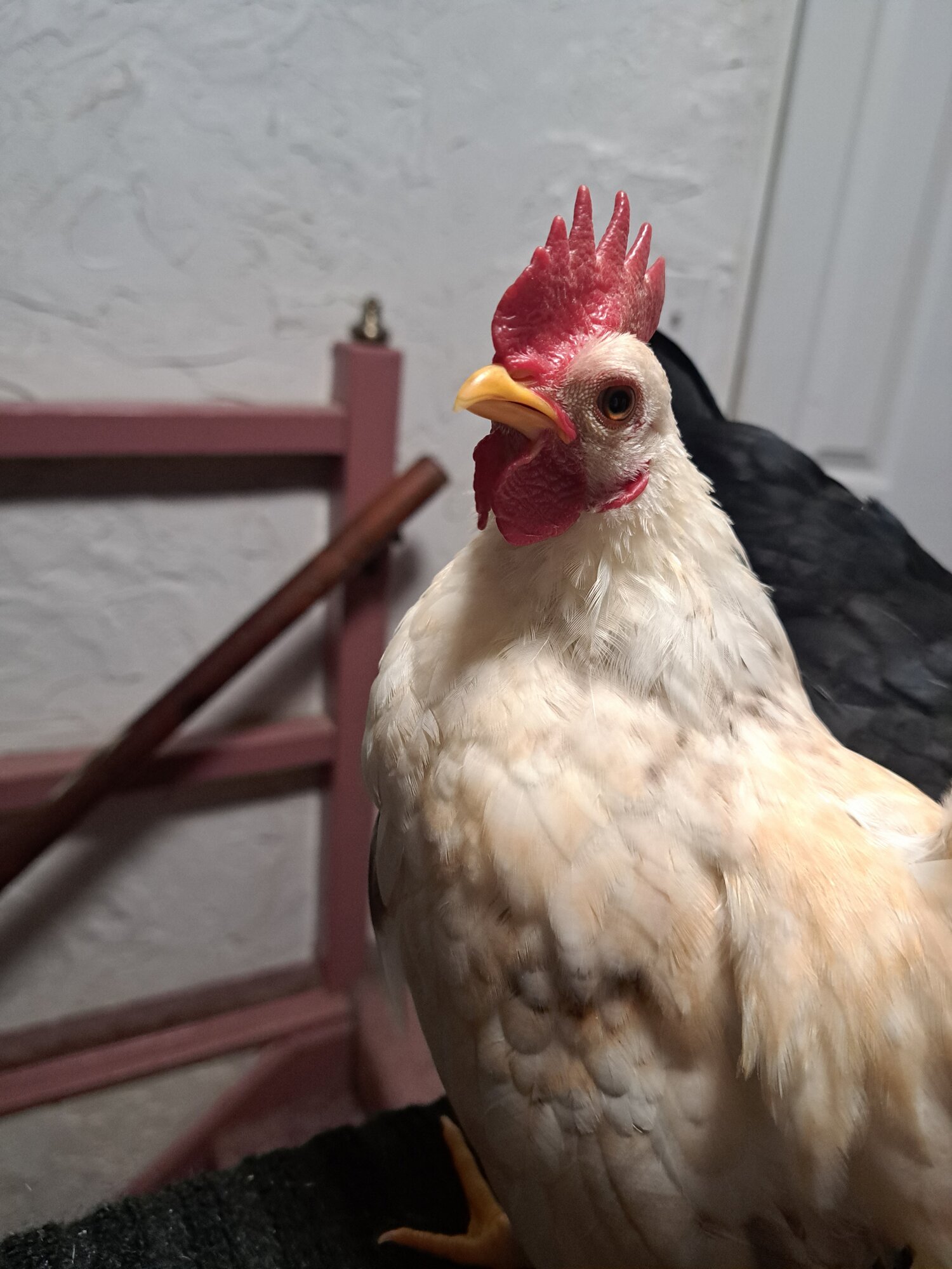 Skittles the Rooster