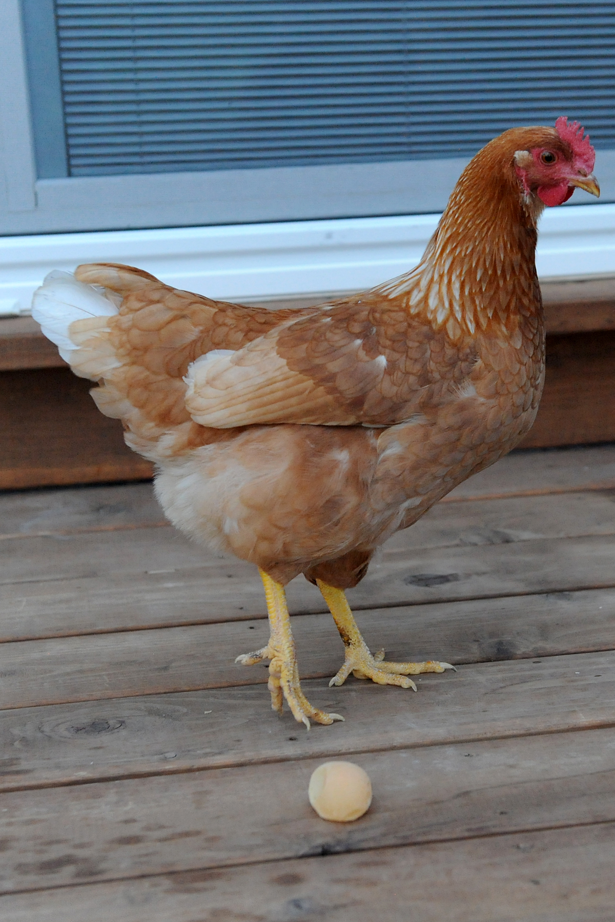Sky and her first egg.  Sky "The Sky is Falling".  Her shell was soft the first few times but now she is a great layer.