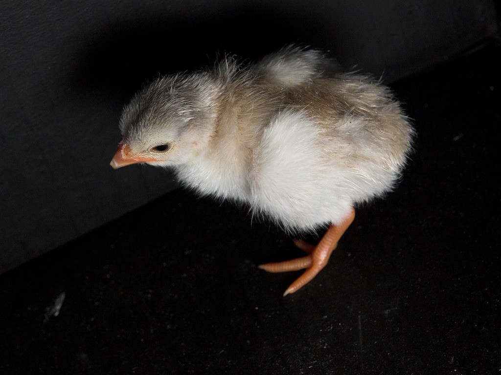 Sky blue guinea keet