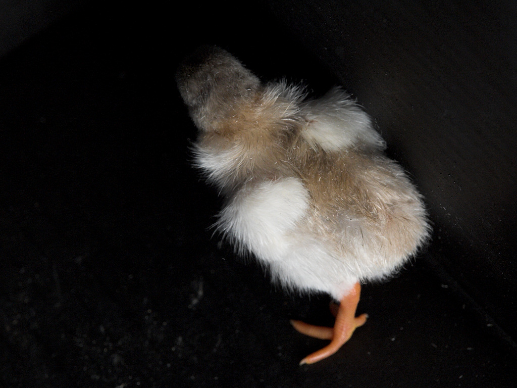 Sky blue guinea keet