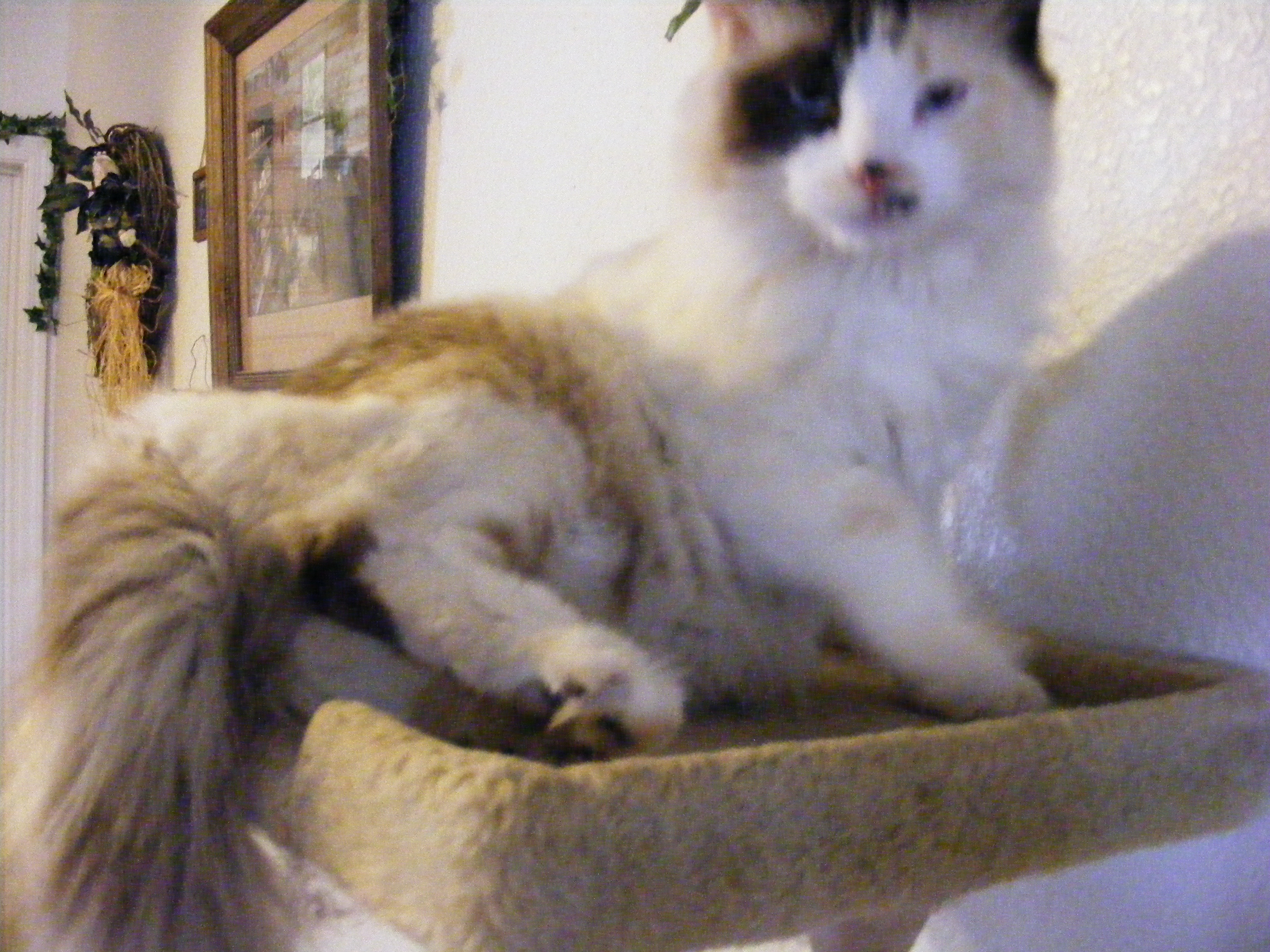 Sky, found her on a dirt road, she was no bigger than my hand. She was 2 last Dec.