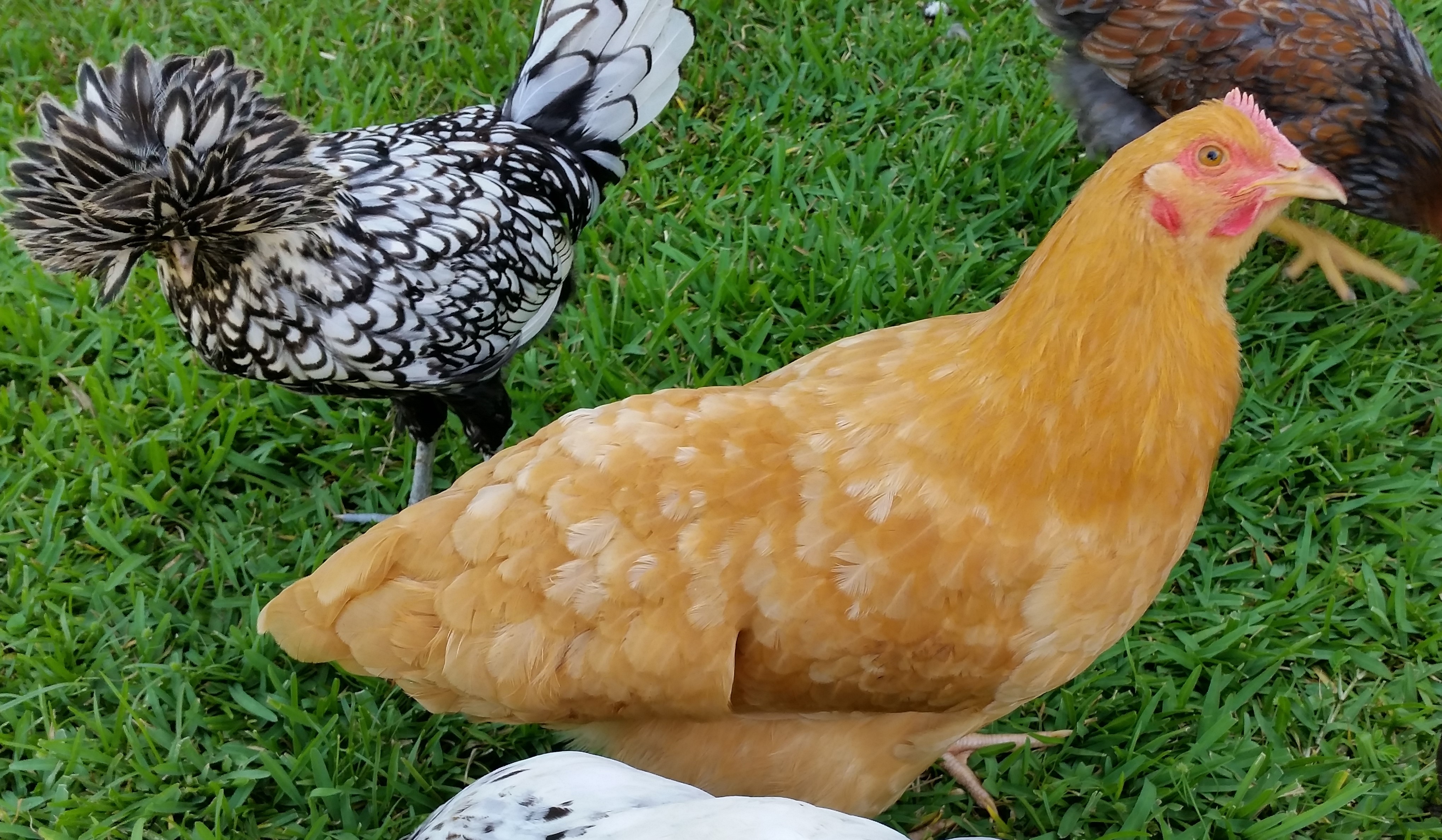 SL Polish 21 weeks and Buff Orpington 21 weeks