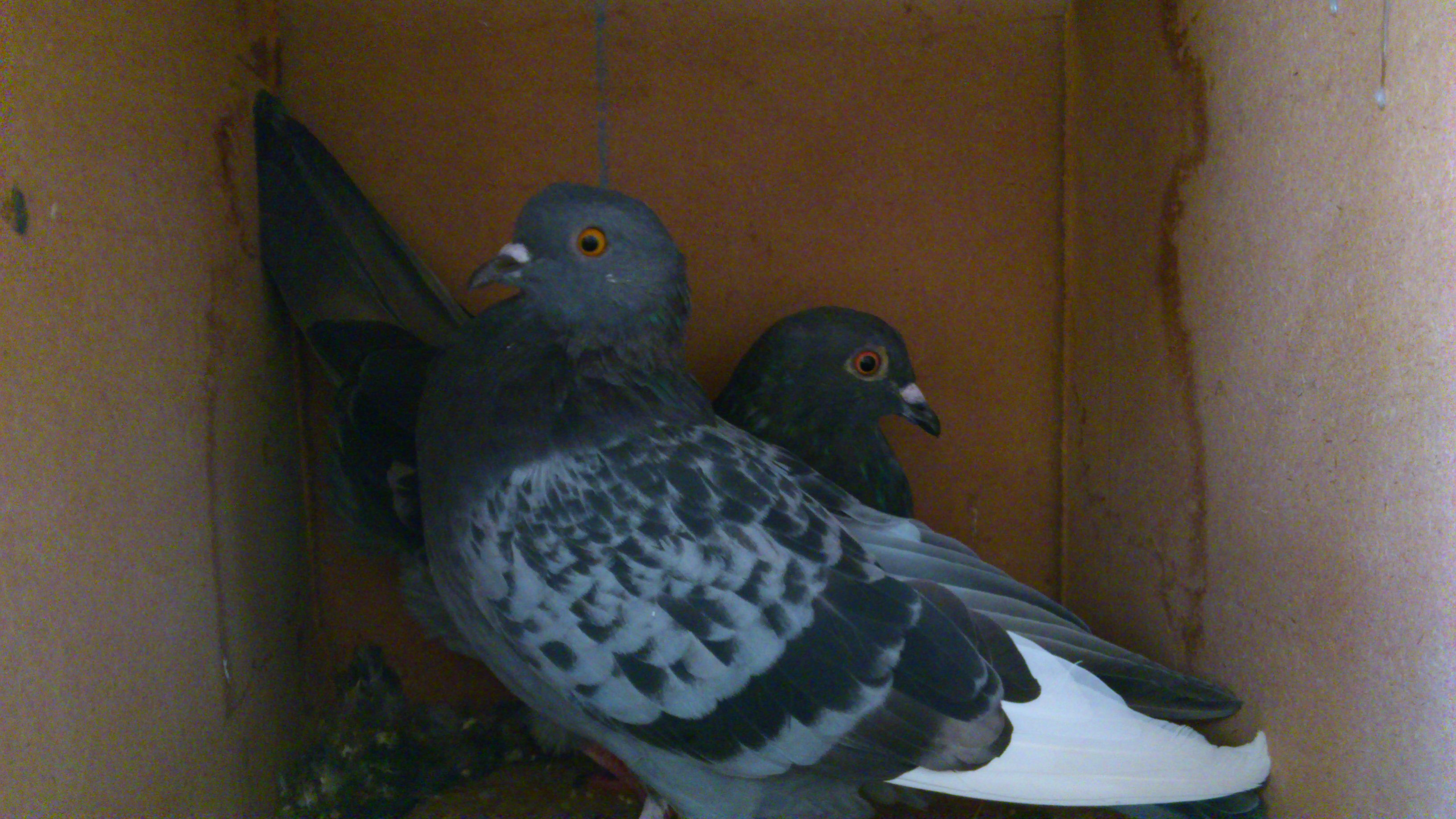 slate grey