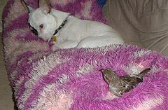 Sleep on your own side! My pet sparrow I used to have and my dog would share my pillow.