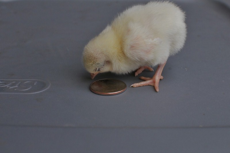 Sleep (quarter for scale)