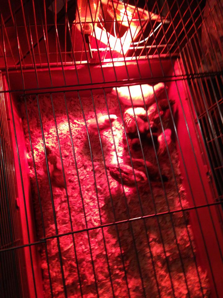sleep sleep cheep cheep