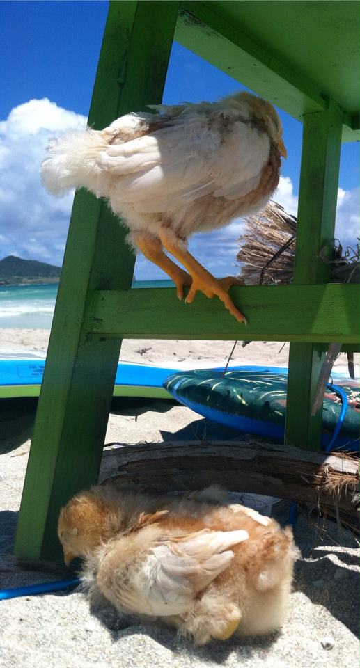 Sleeping Beach Chicks