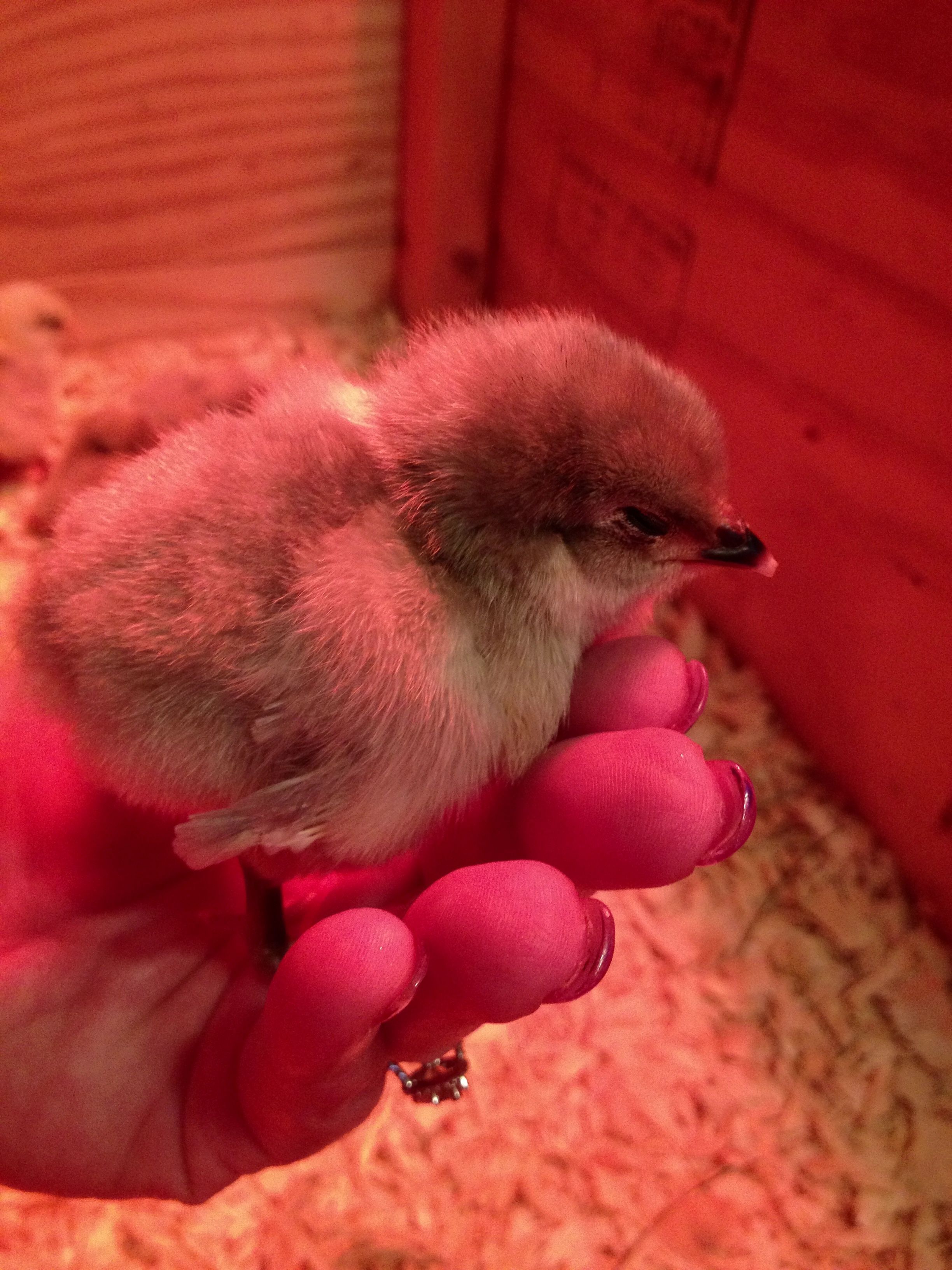Sleeping in my hand,,,,Precious