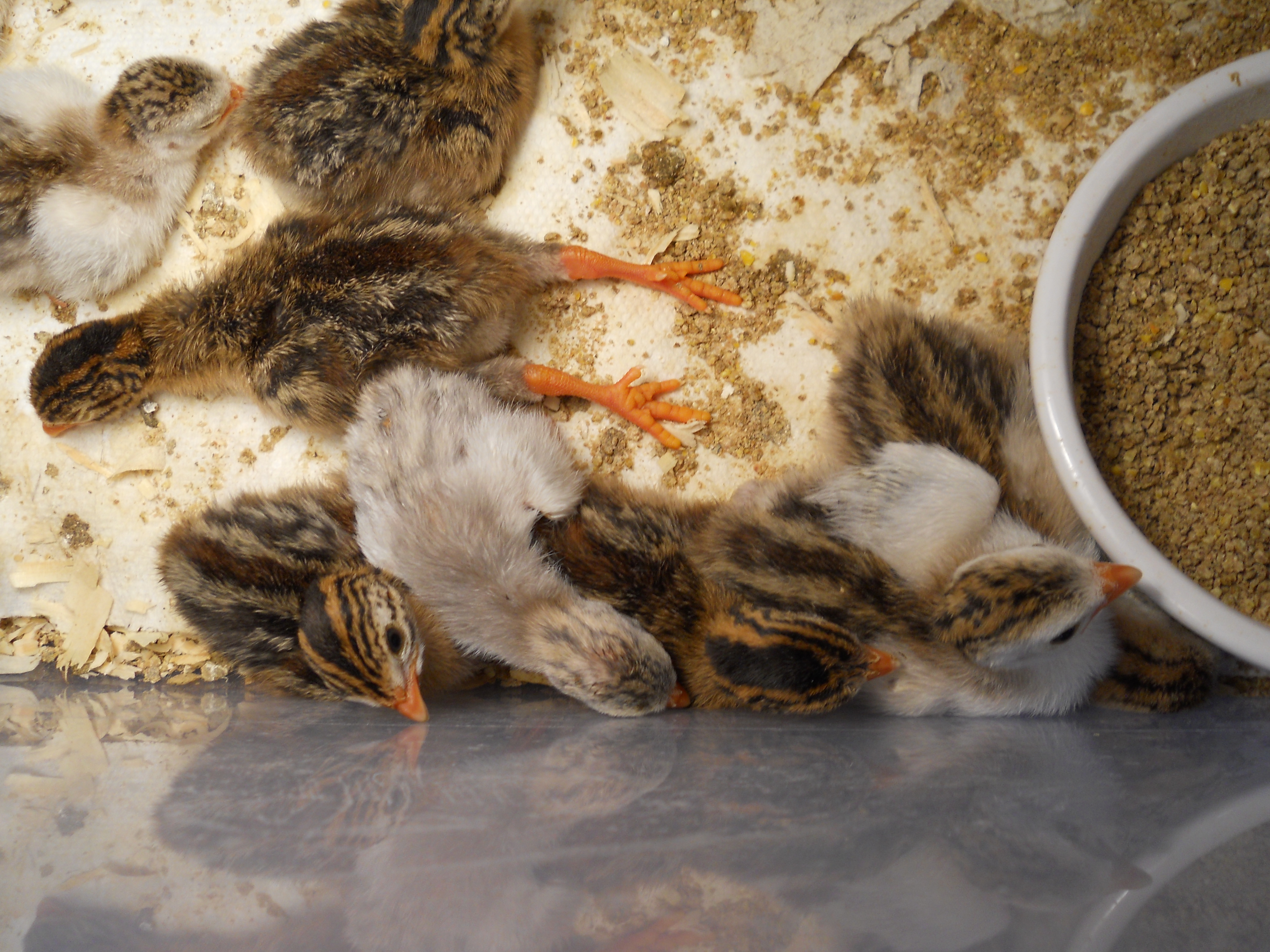 sleeping keet