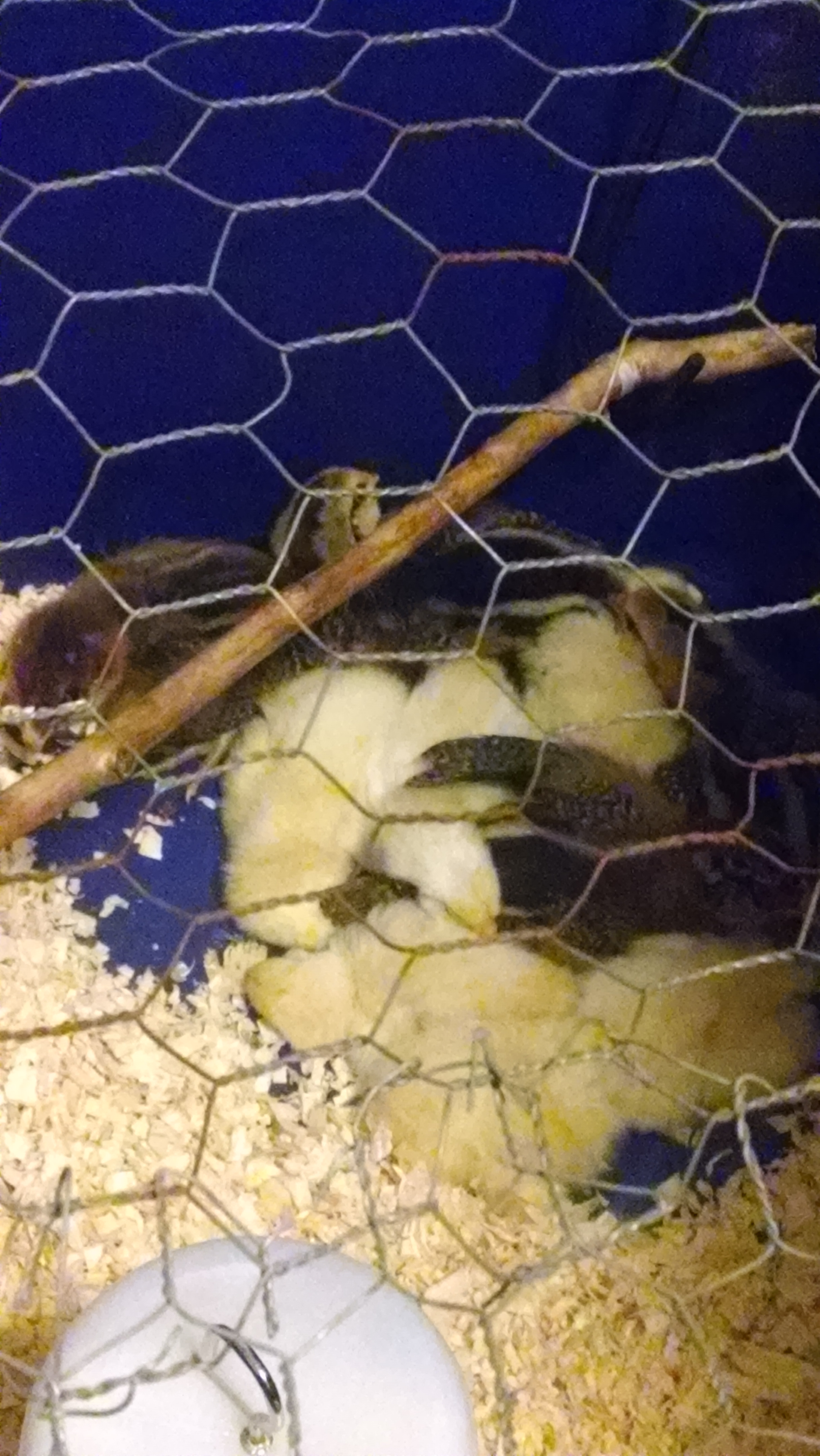 Sleeping like babies <3
Ameraucana and faverolle brooder at bedtime.