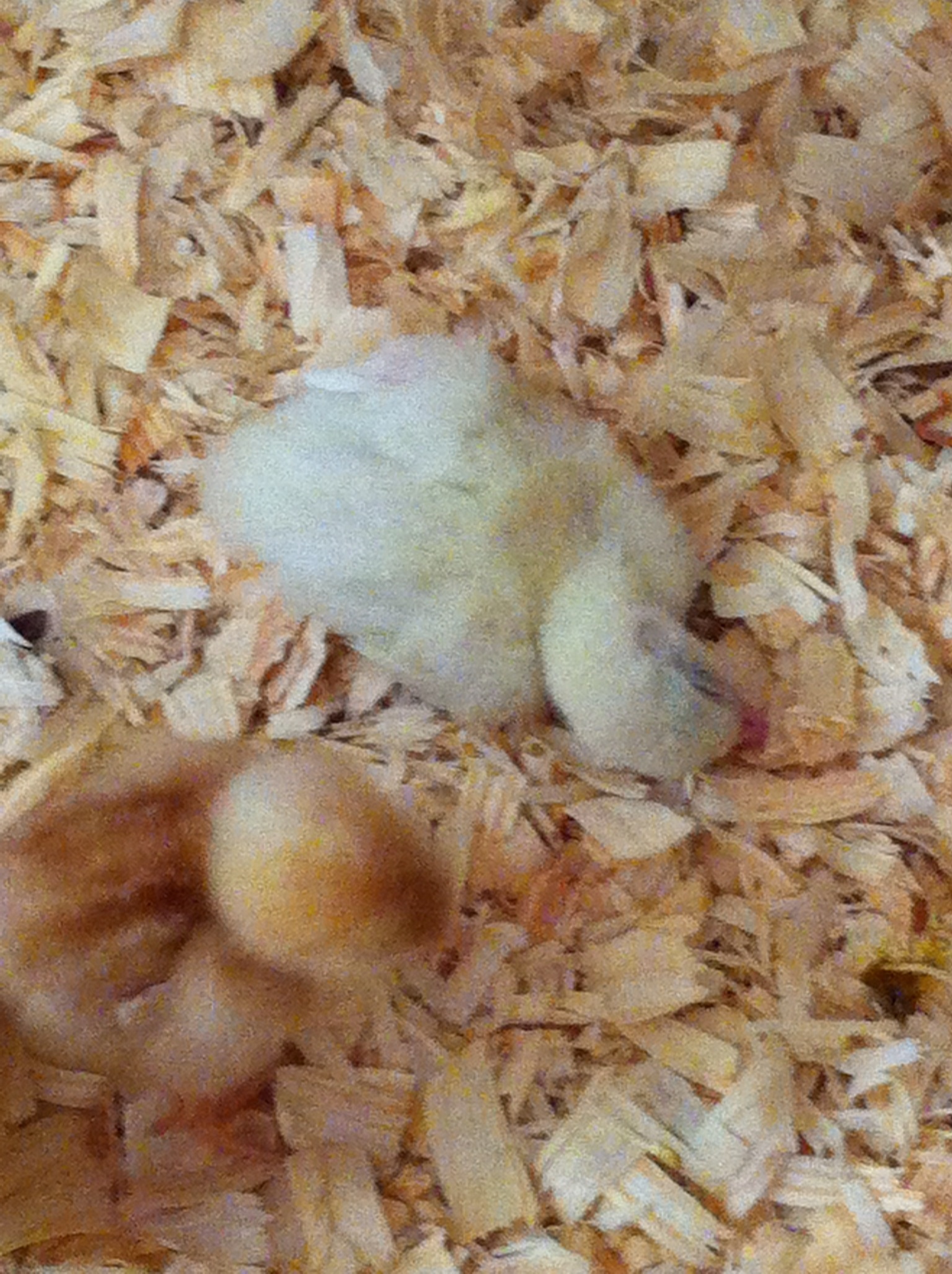 Sleeping poult