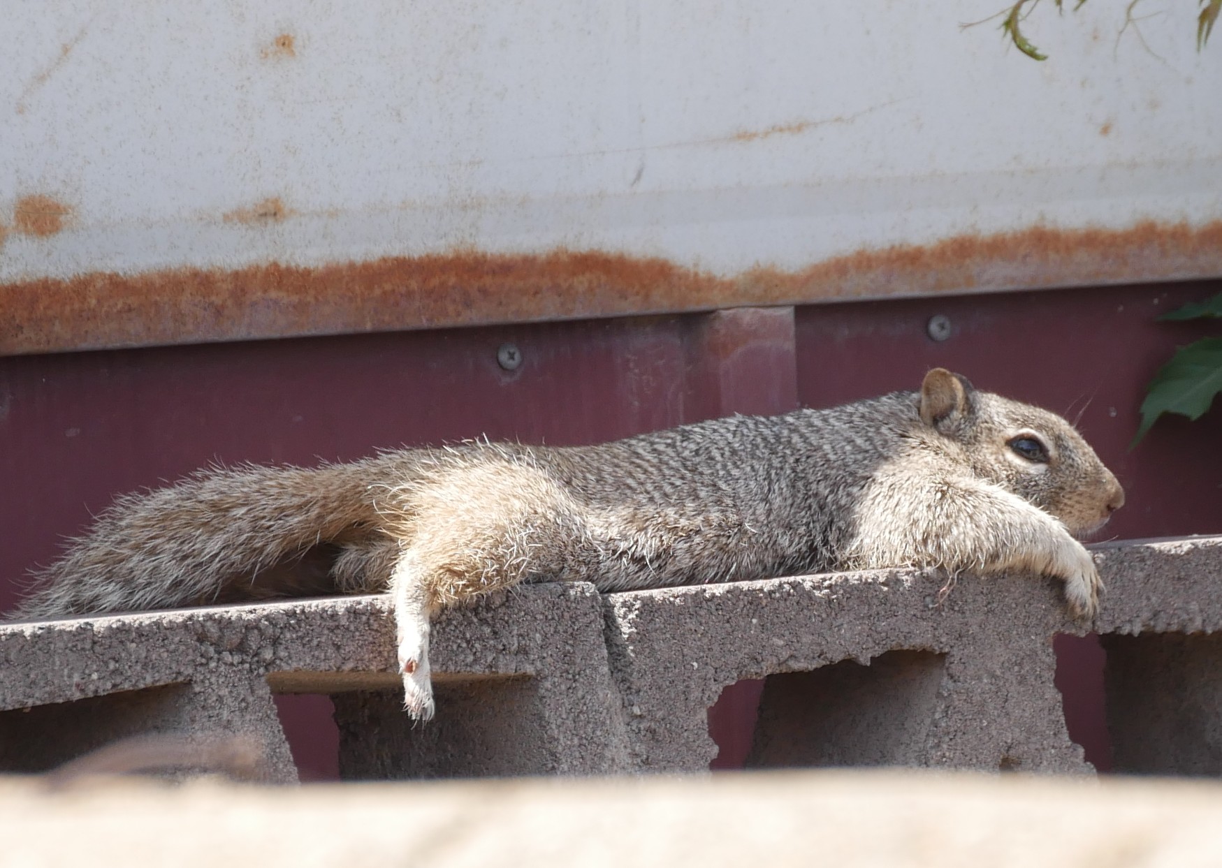 sleeping