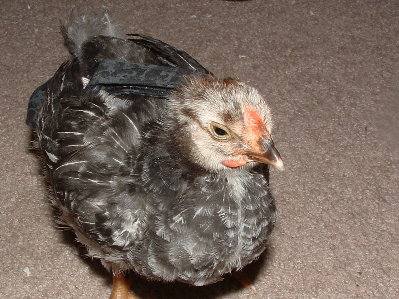 Sleepy chick