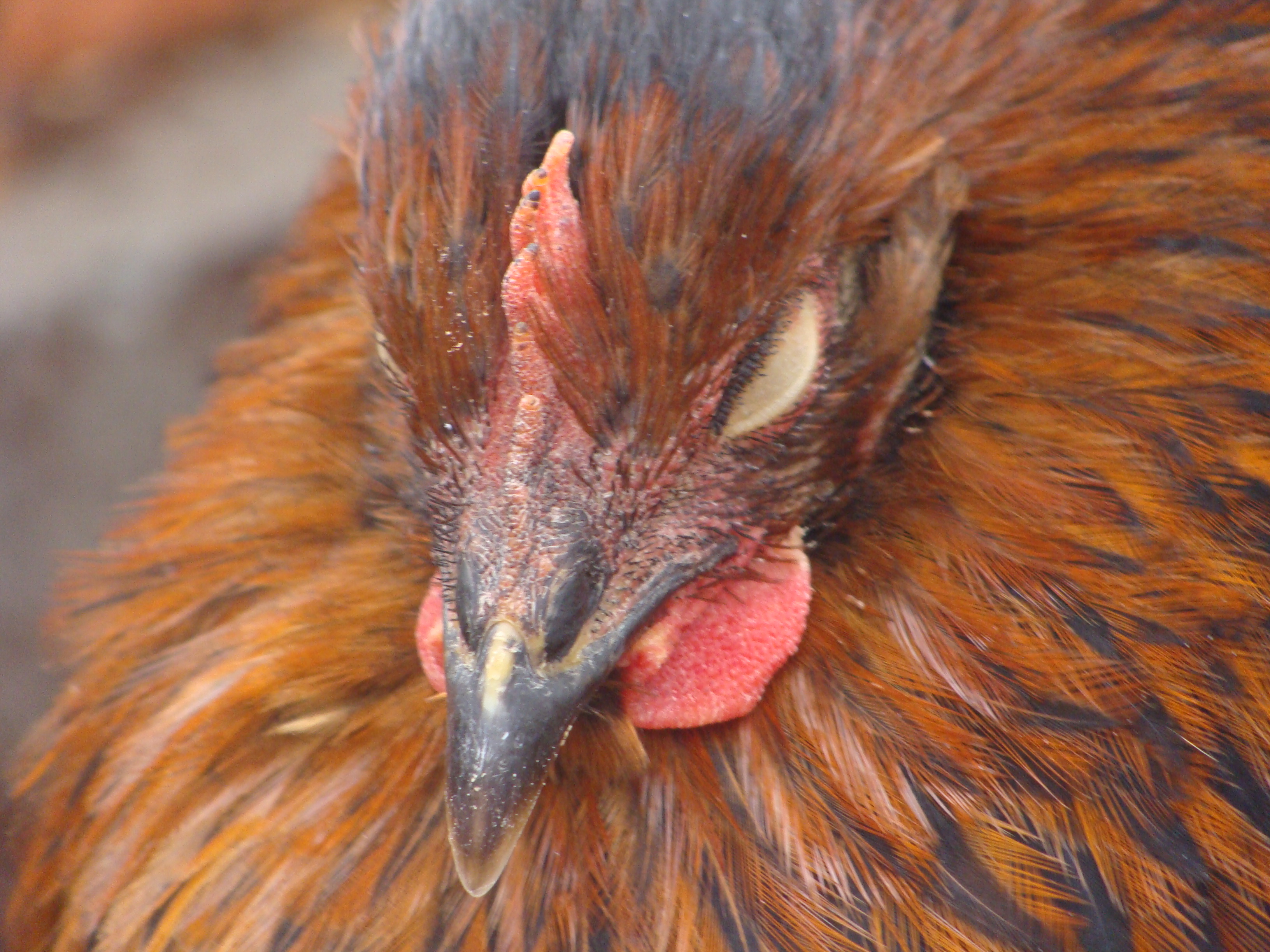Sleepy chicken.