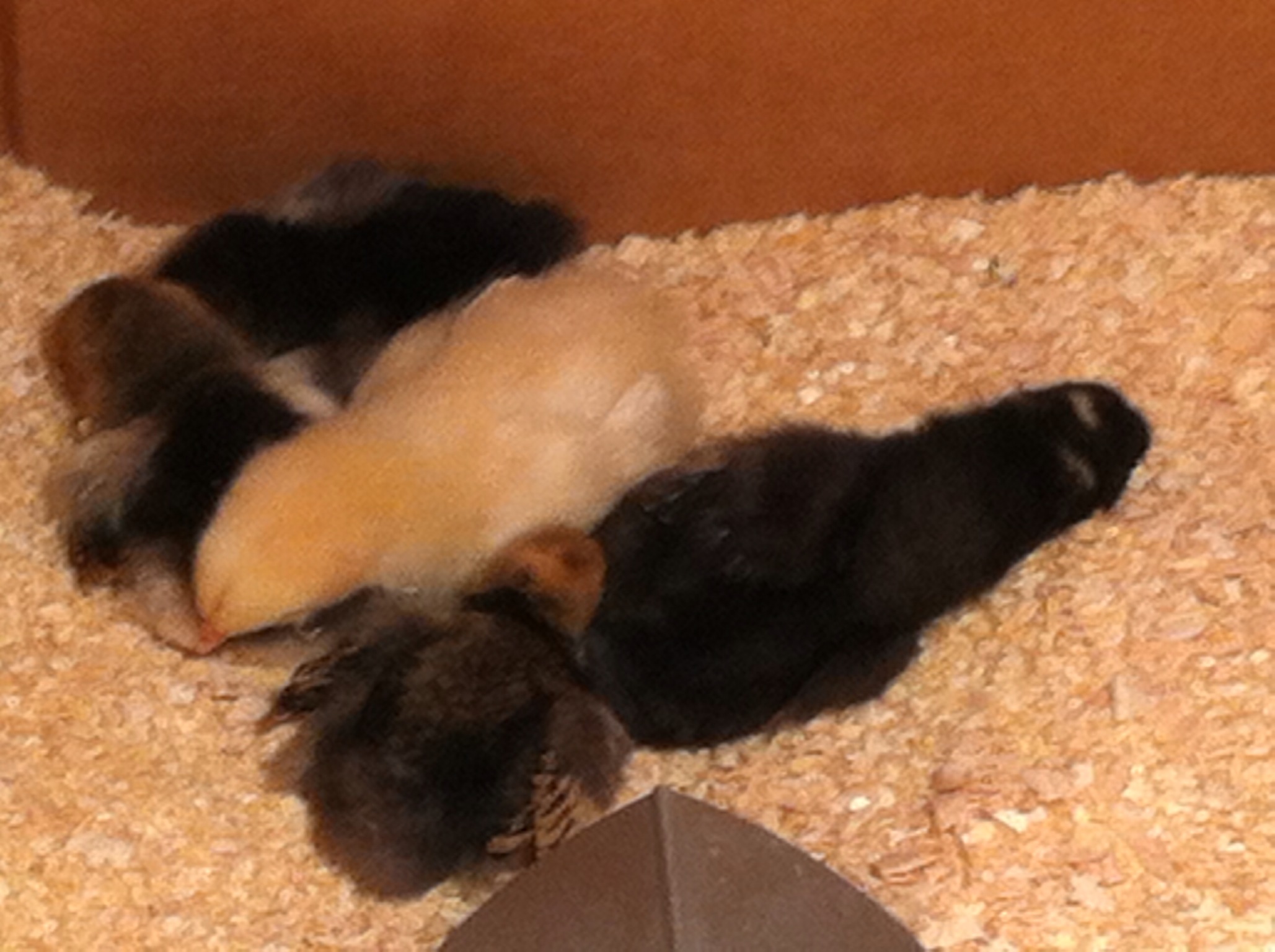 Sleepy chicks
