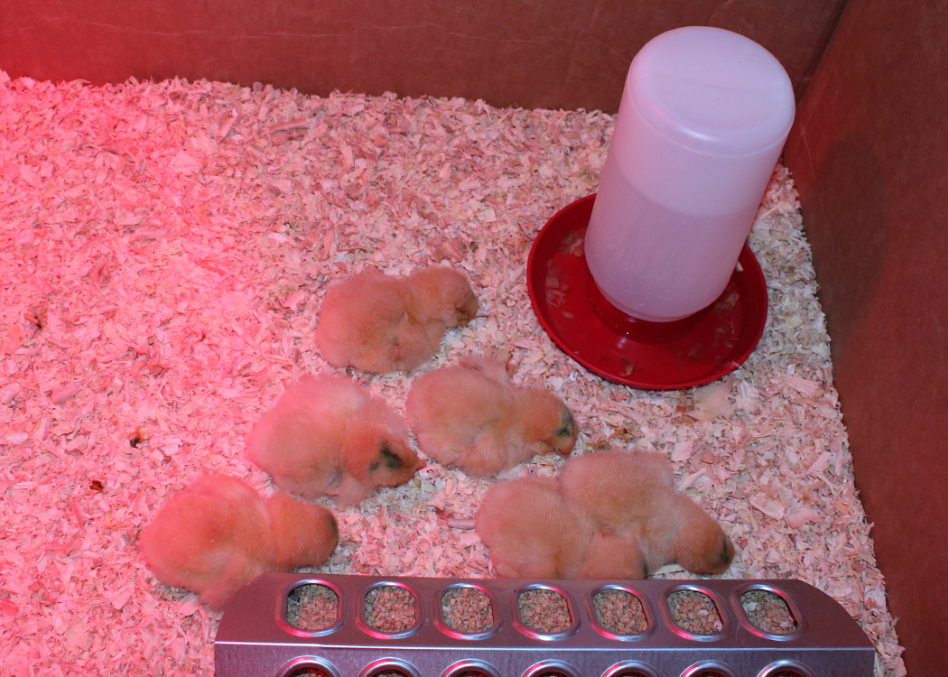 Sleepy chicks...