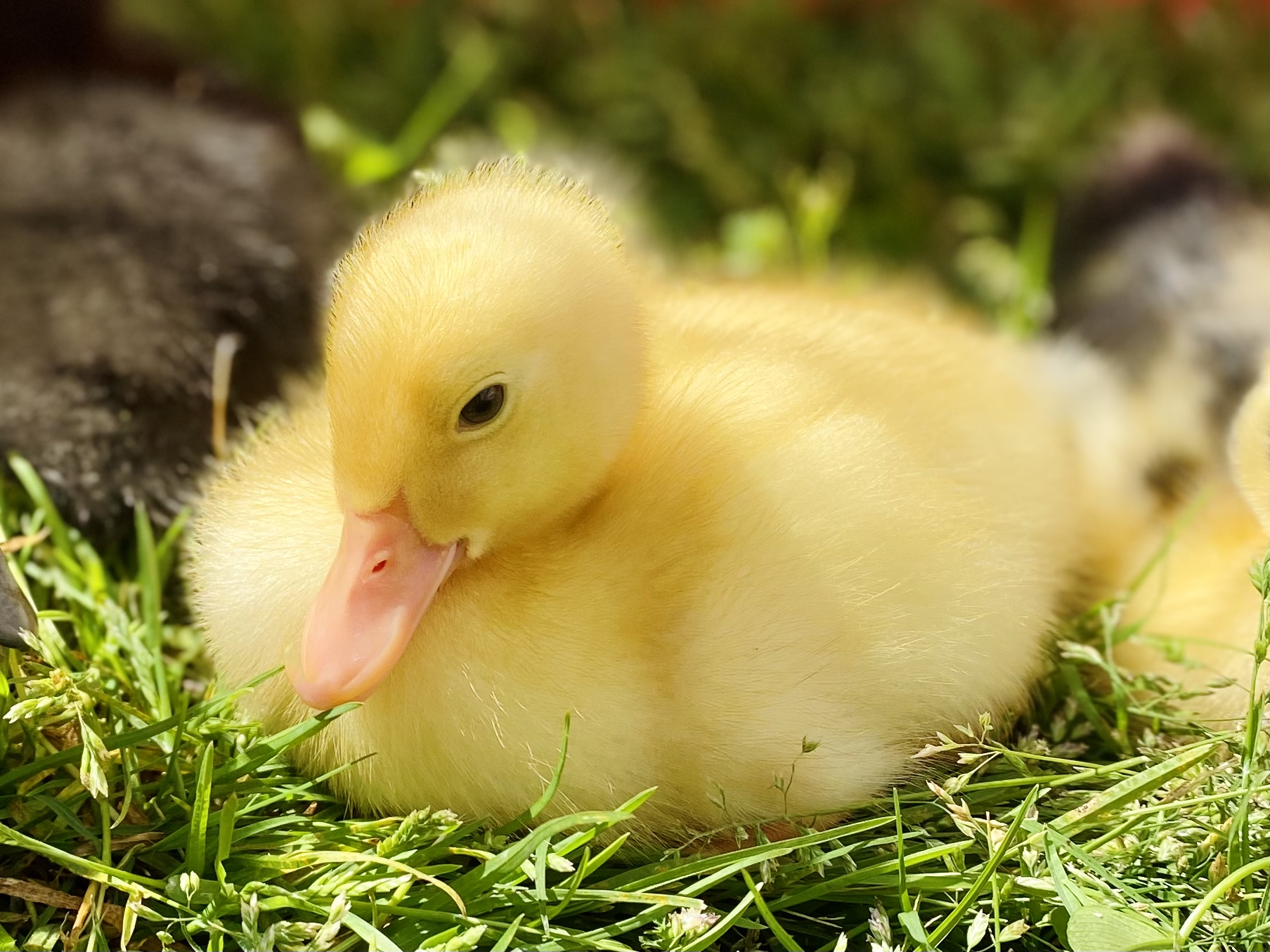 Sleepy Daffy