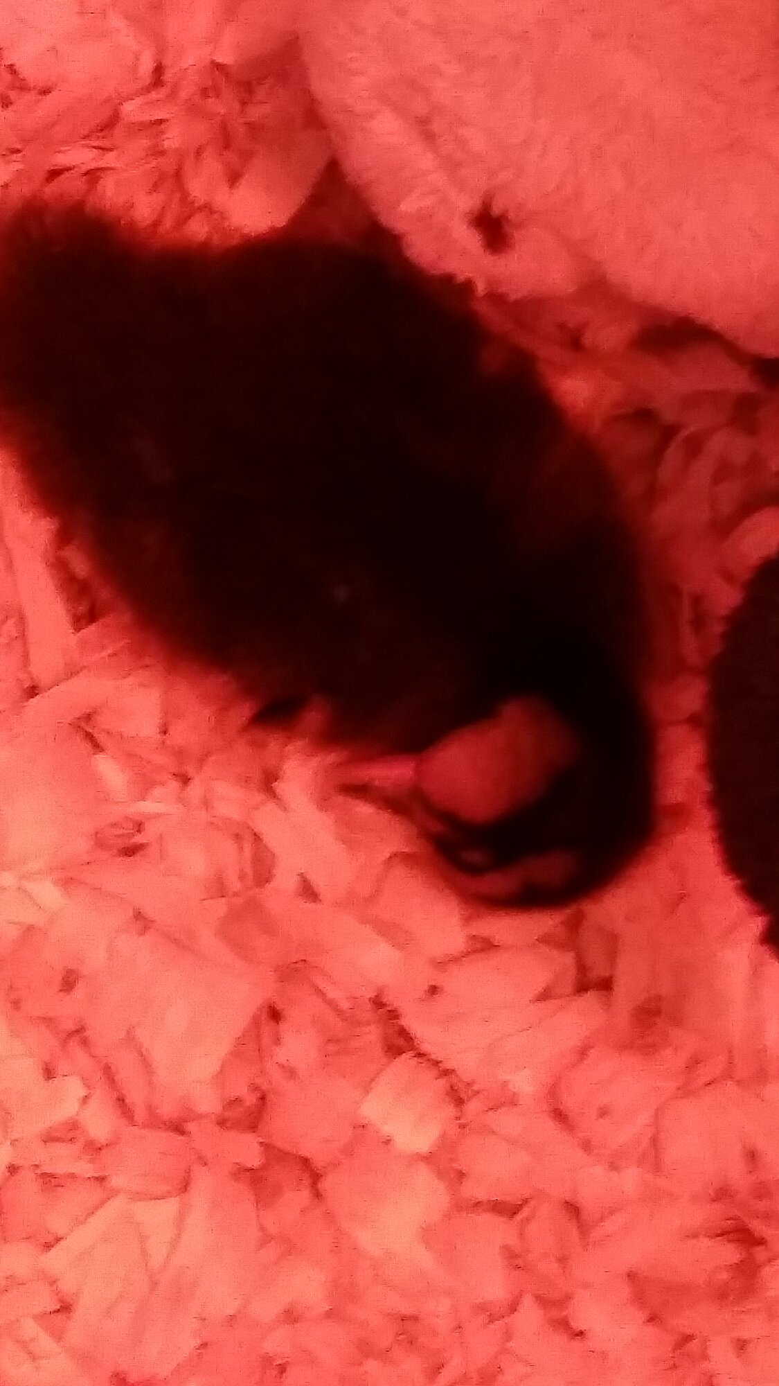 Sleepy duckling